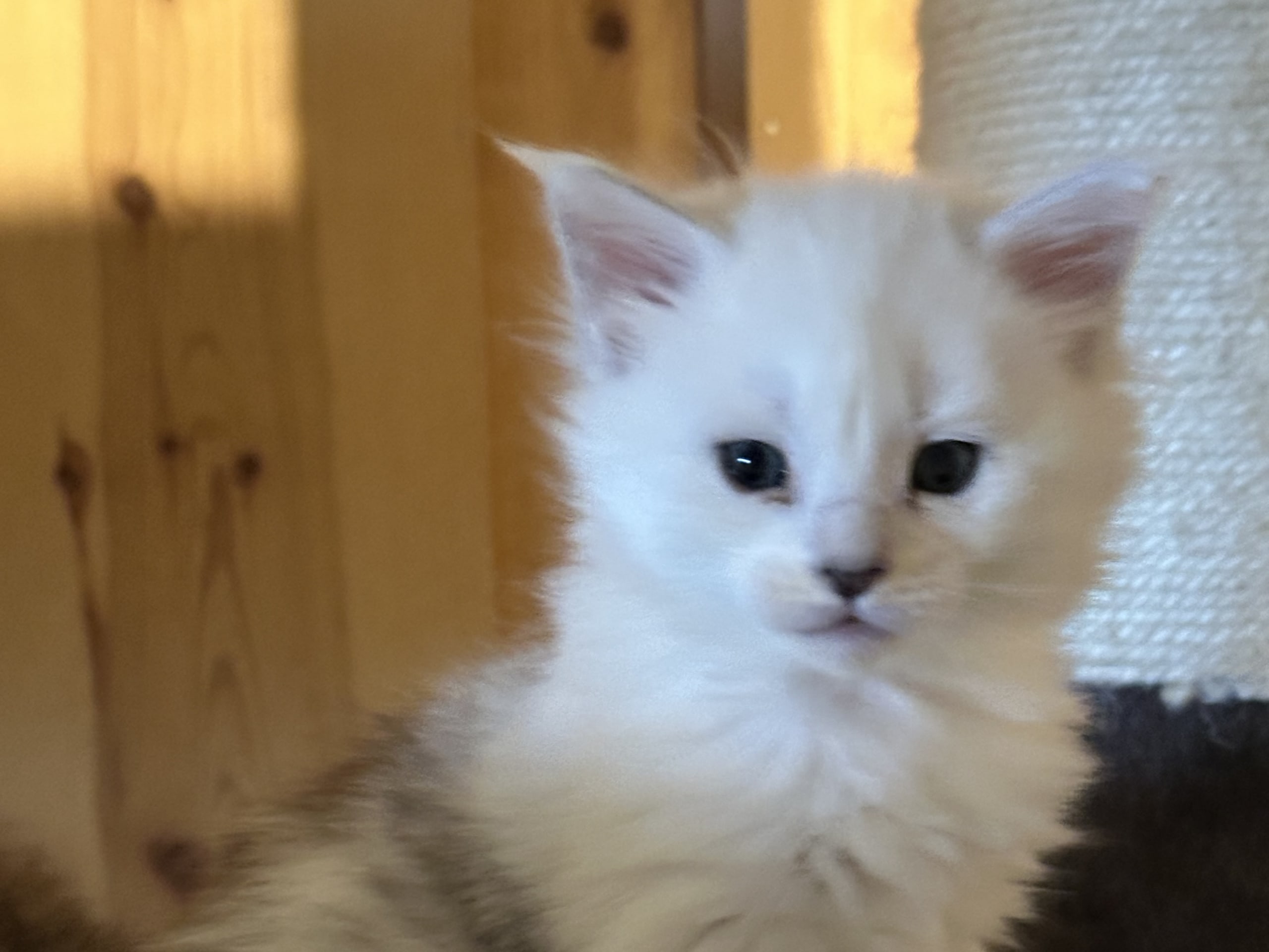 Maine Coon · Kristiansand · NO* HavPerlen’s