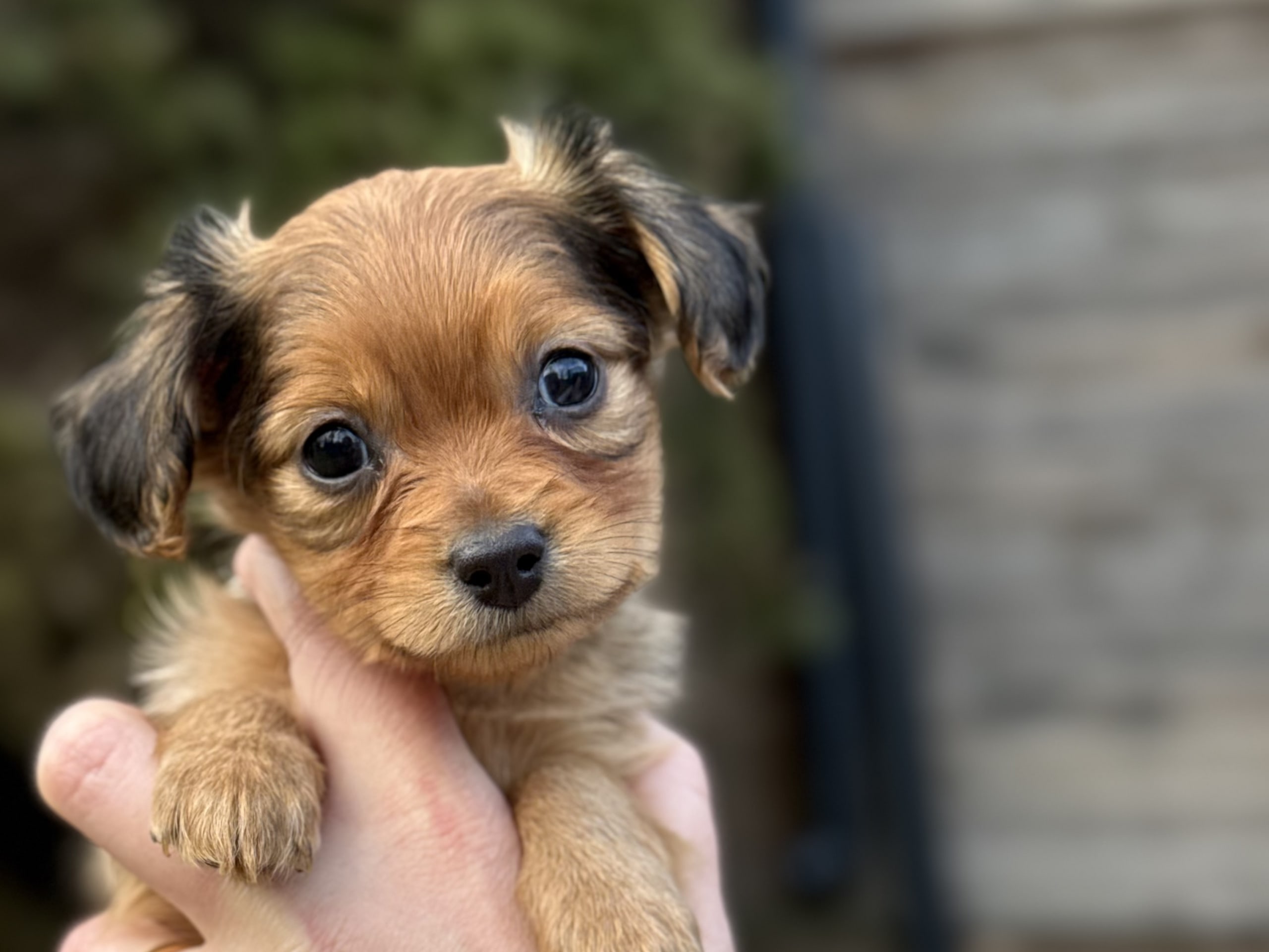 Russkiy Toy · 2026-02-18 · Nybro · Maximo Toys