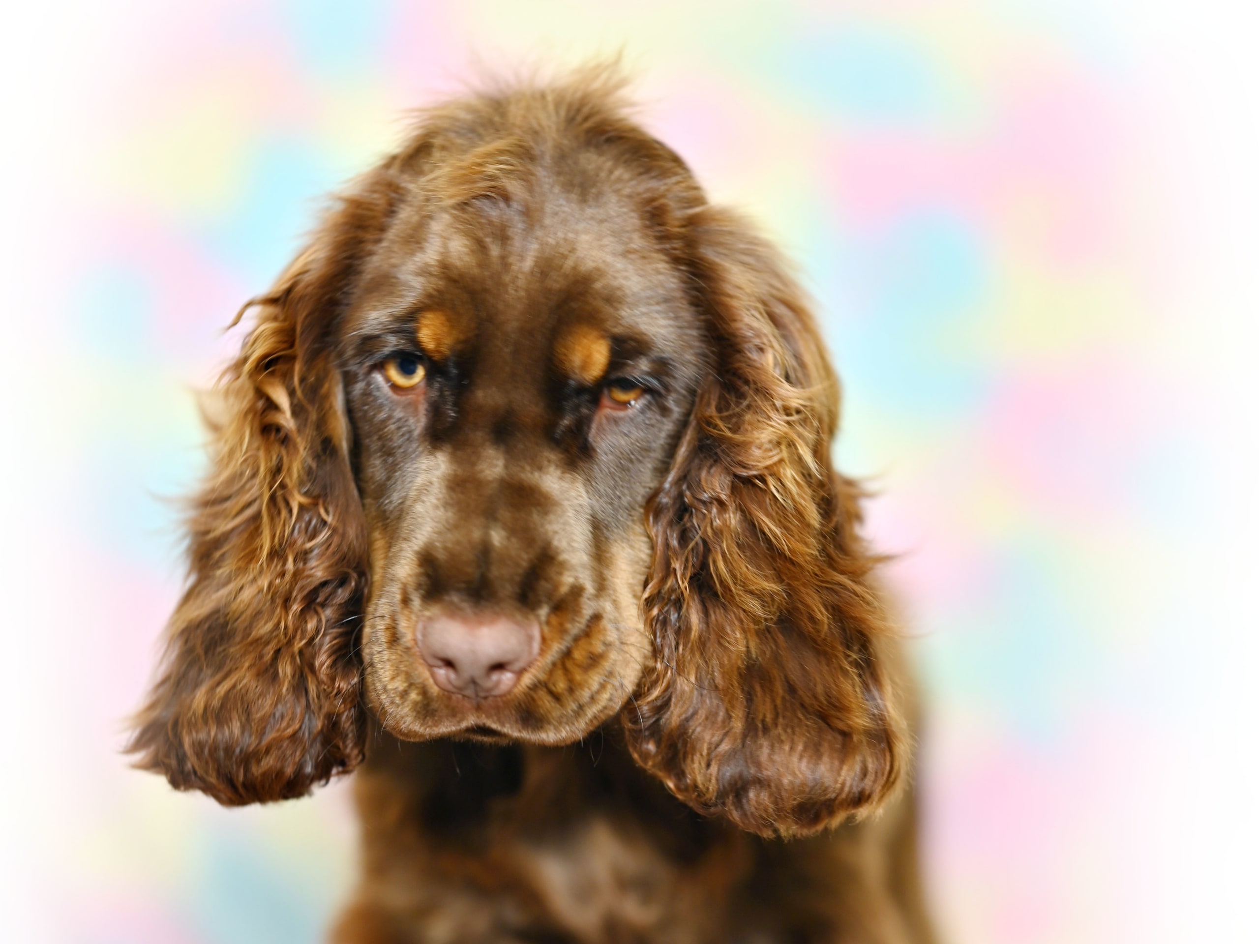 Cocker Spaniel