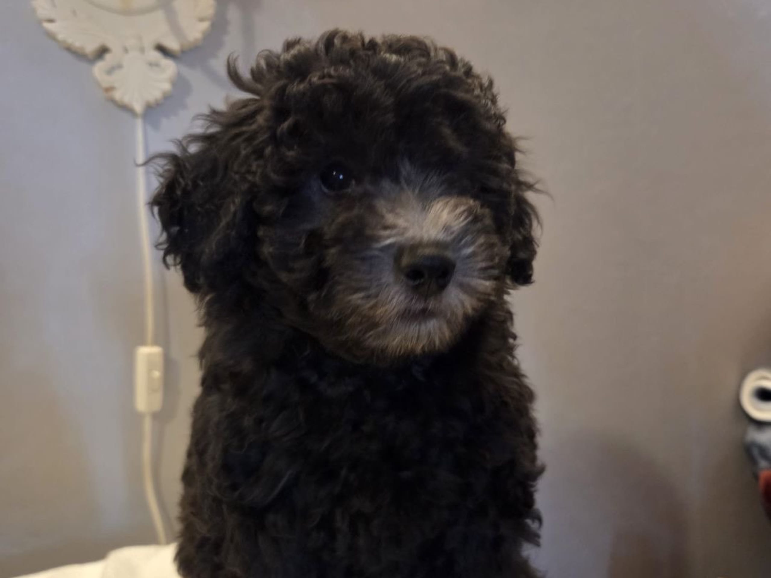 Pudel blandras · 2026-01-25 · Sköldinge · Pomapoo