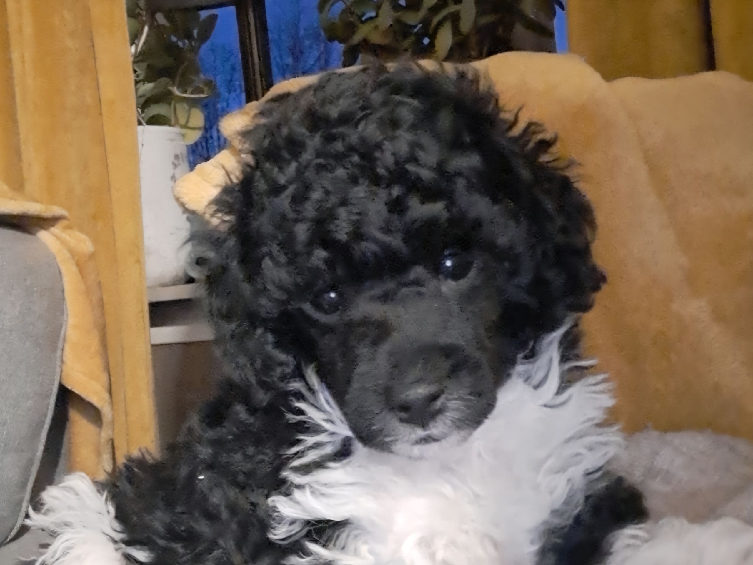 Mellan/dvärg pudel · 2025-12-26 · Kumla · Sweet Glinders