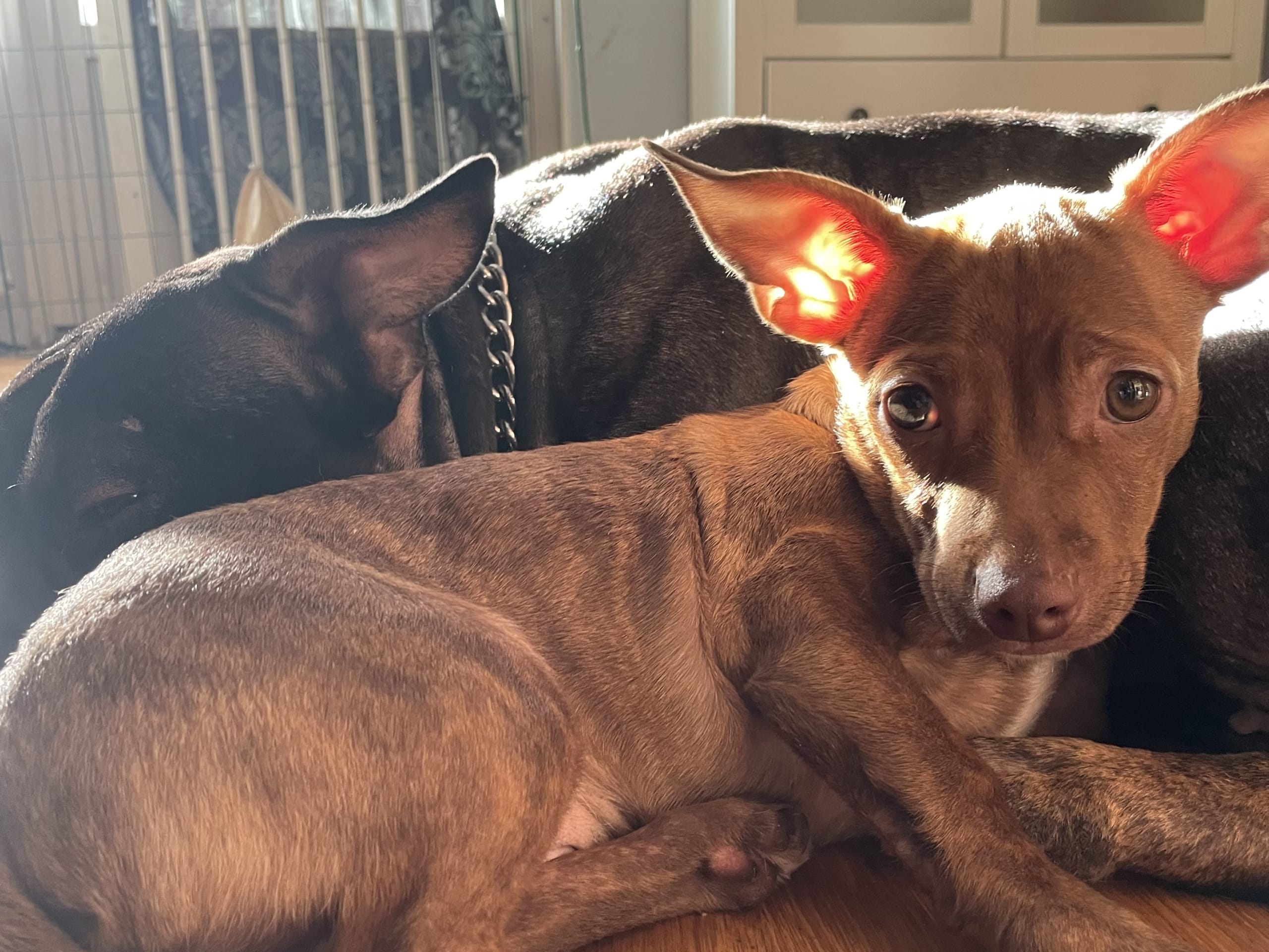 Chihuahua/Amrican bully · 2025-11-11 · Trosa · Anette S.