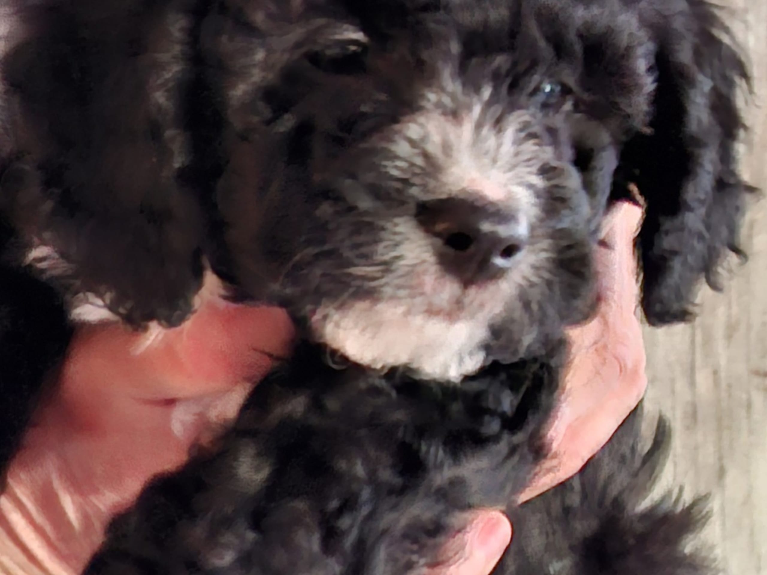 Bernedoodle · 2026-02-13 · Lönashult · Charlotte A.