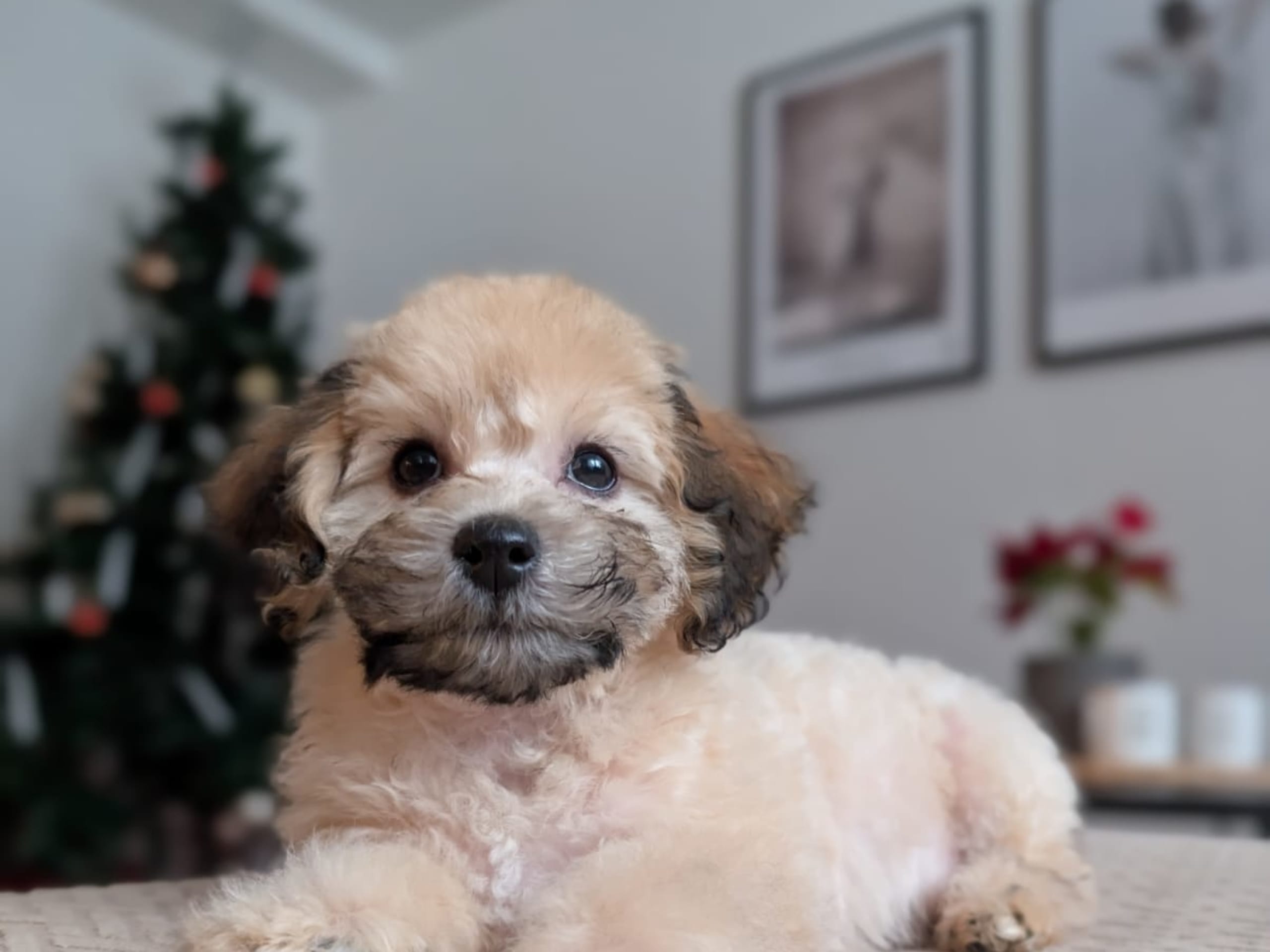 Havapoo · 2025-10-28 · Ösmo · My B.