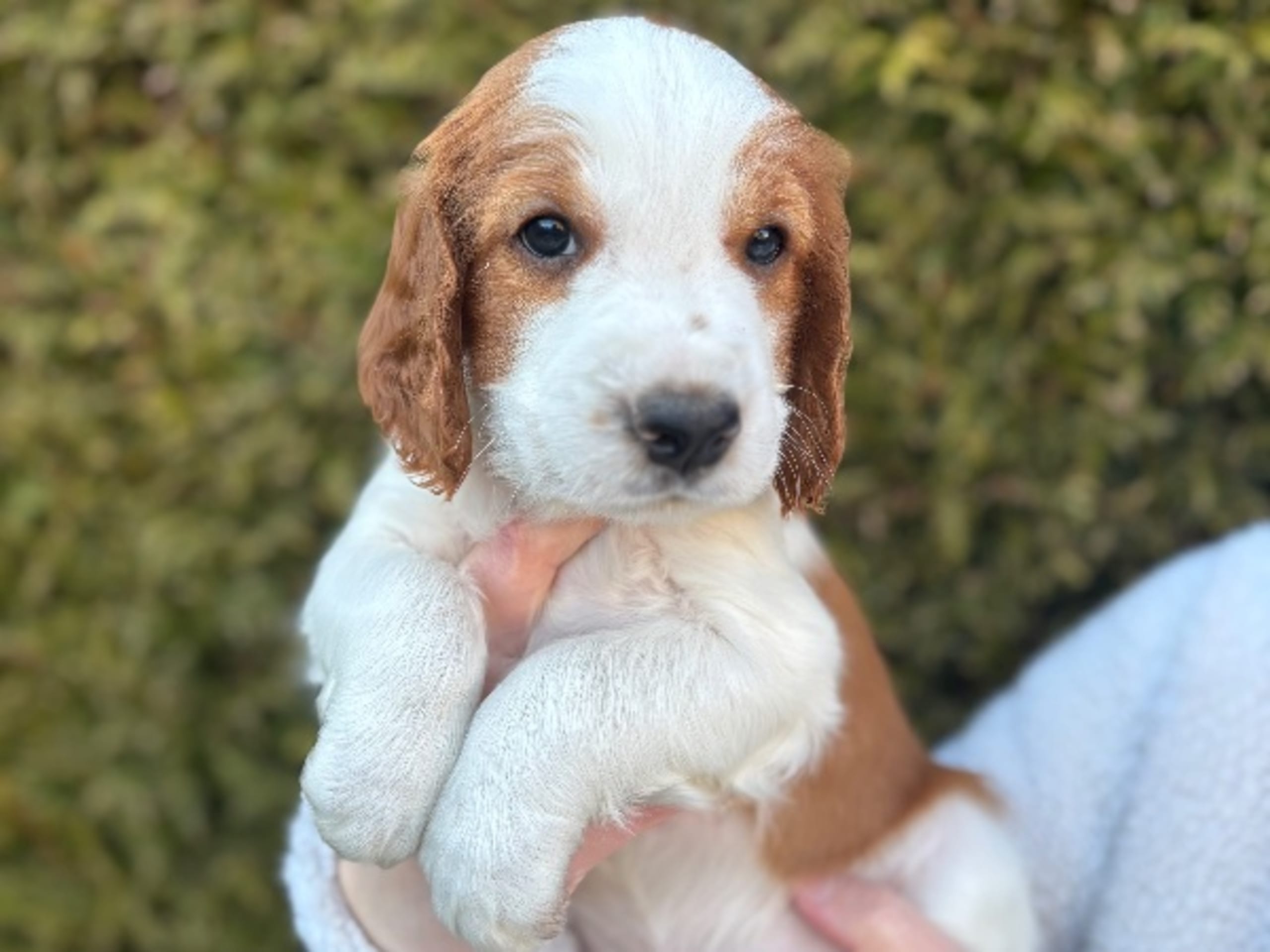 Welsh springer spaniel