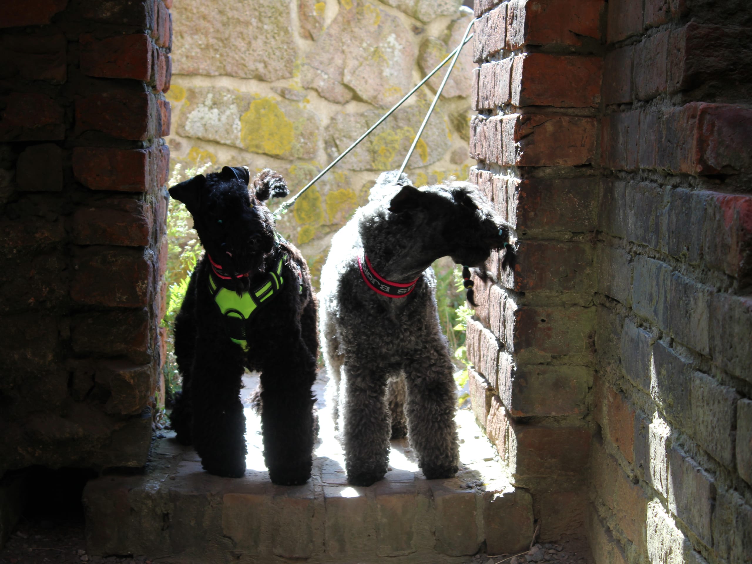 Kerry Blue Terrier · Simlångsdalen · Occis