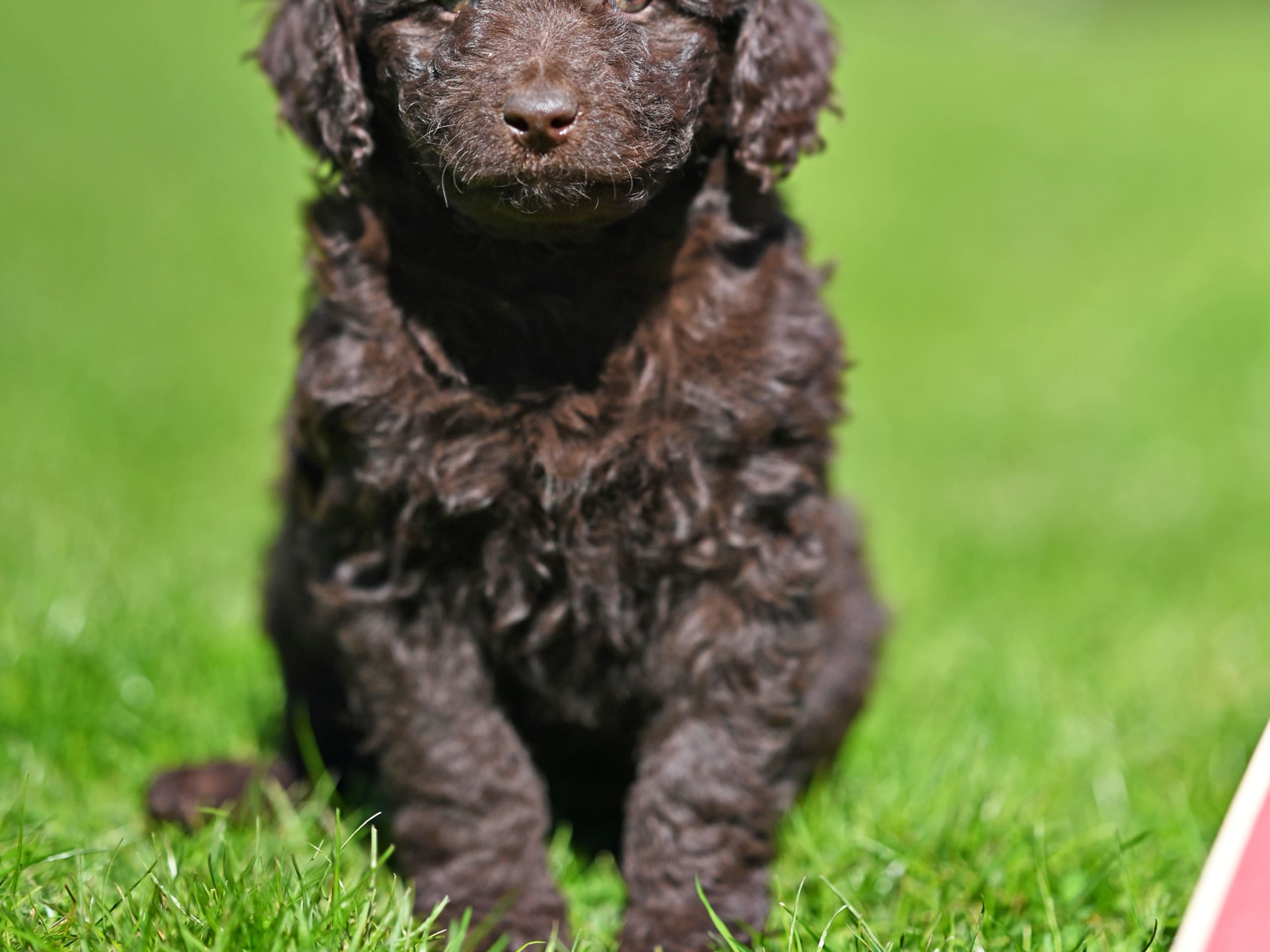 Labradoodle · 2026-05-01 · Gårdsjö · Devzdoodle