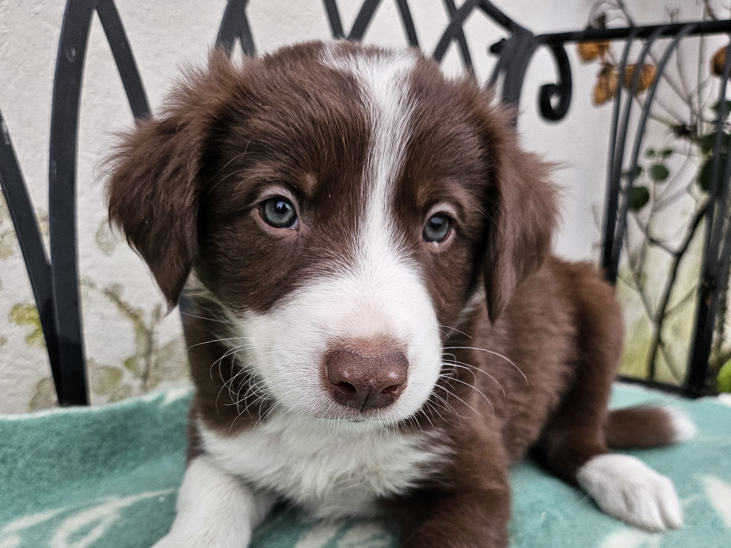 Border Collie
