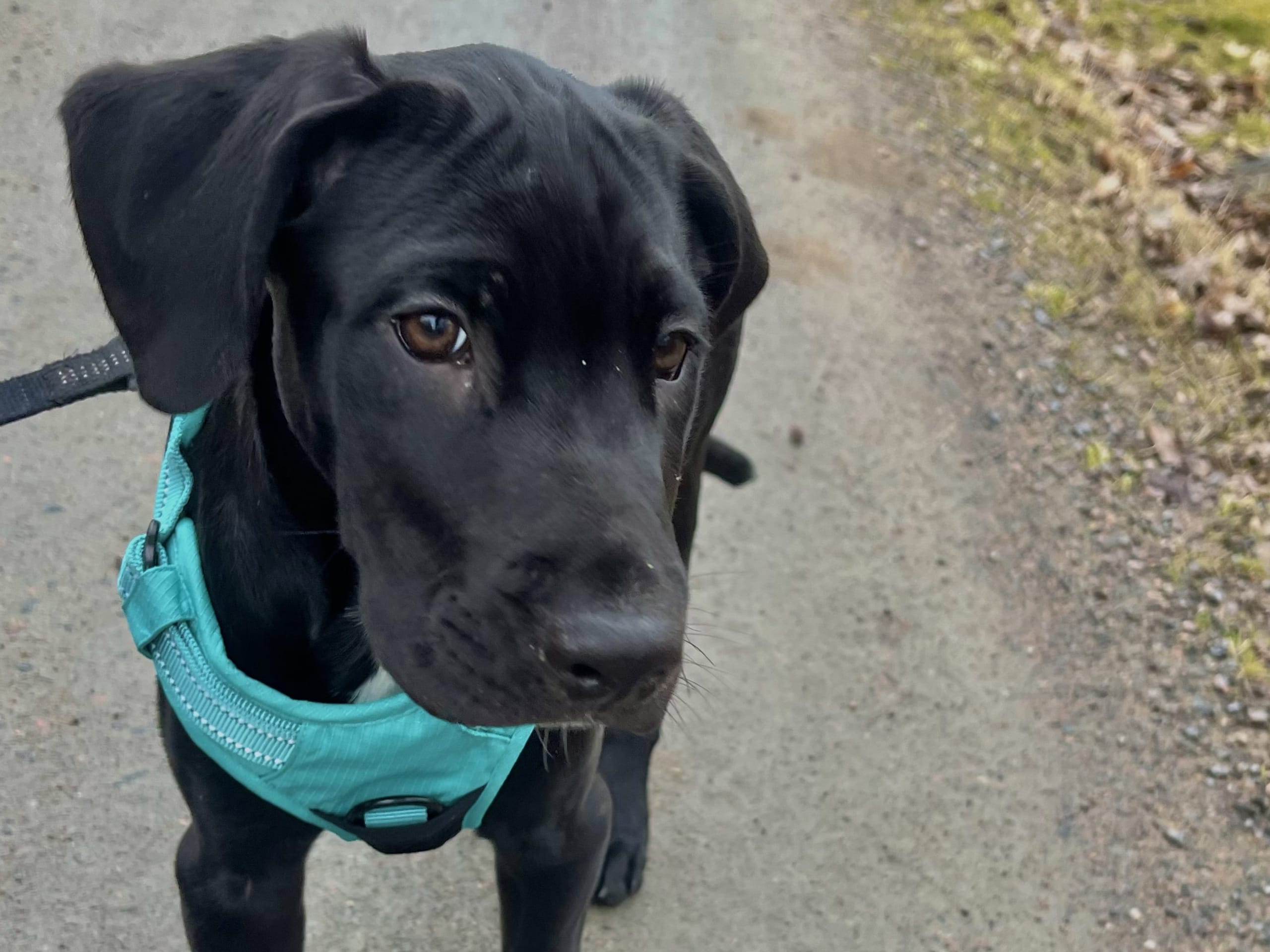 Blandras · 2025-12-07 · Frillesås · Weronika Z.