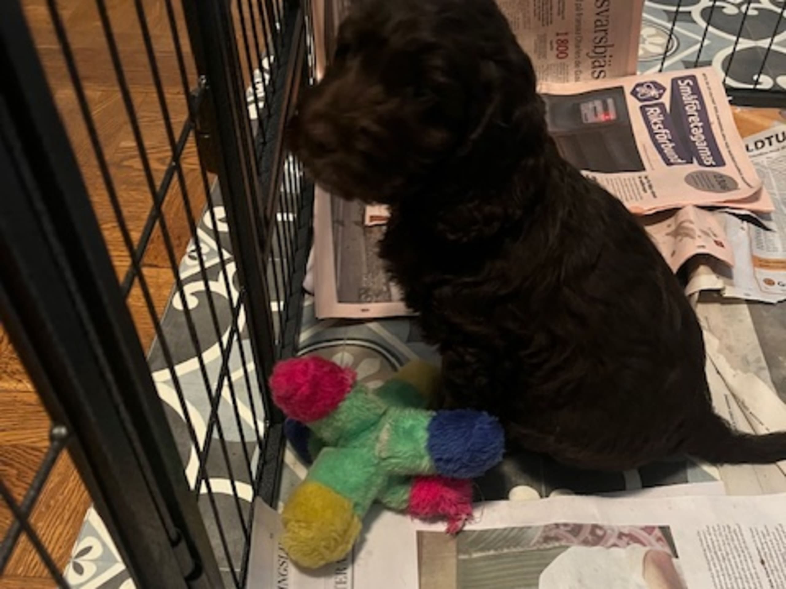 Cockerpoo · 2026-01-25 · Bromma · Filmdjur