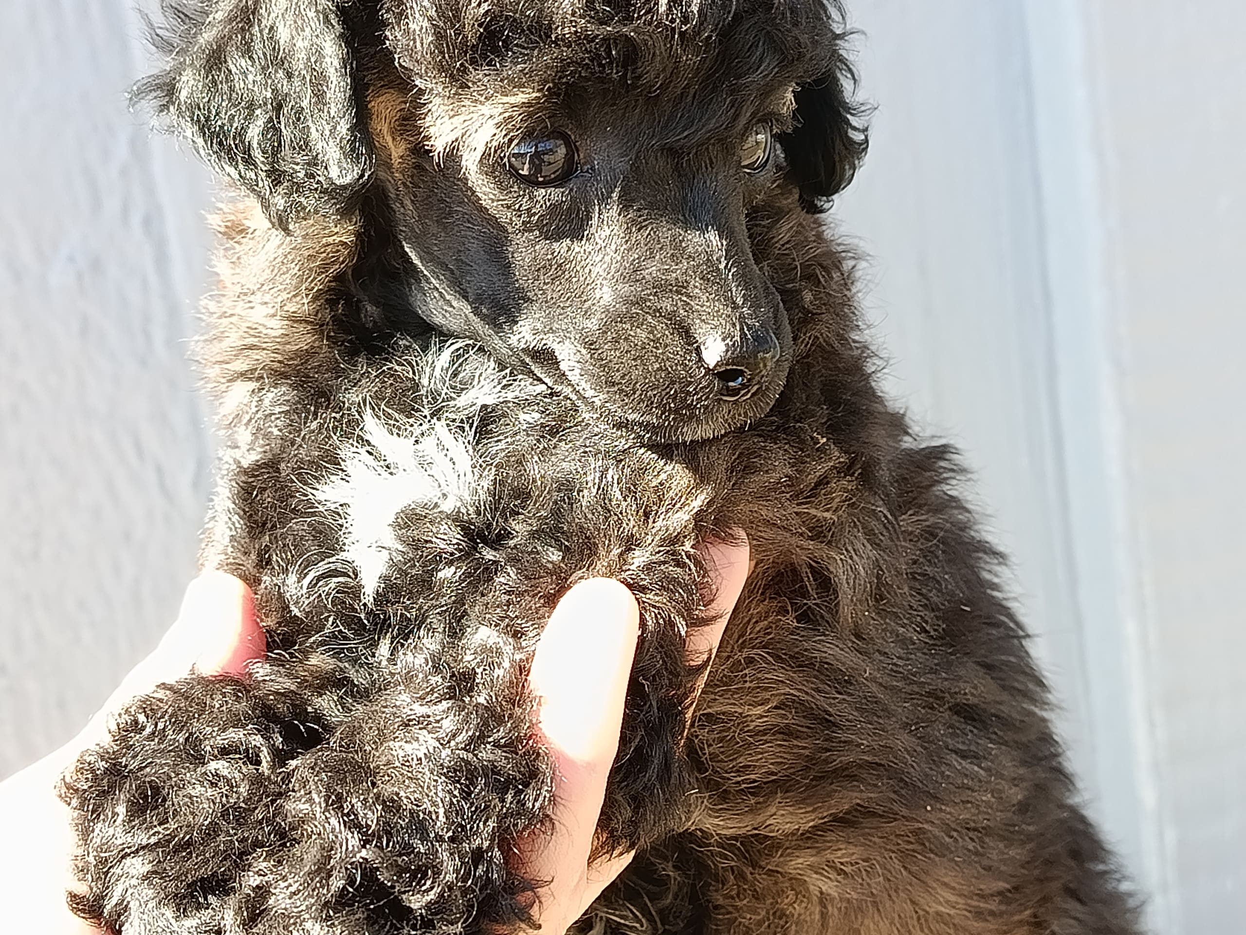 Miniature Poodle · 2026-02-14 · Hjortkvarn · Hjortkvarns Cavapoo