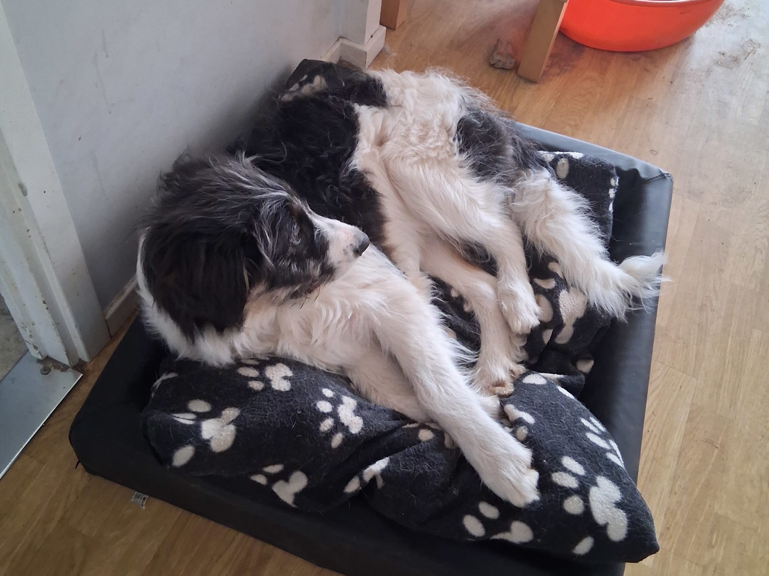 Border collie blandning · 2026-03-09 · Järnforsen · Carina Elenora Elisabeth J.