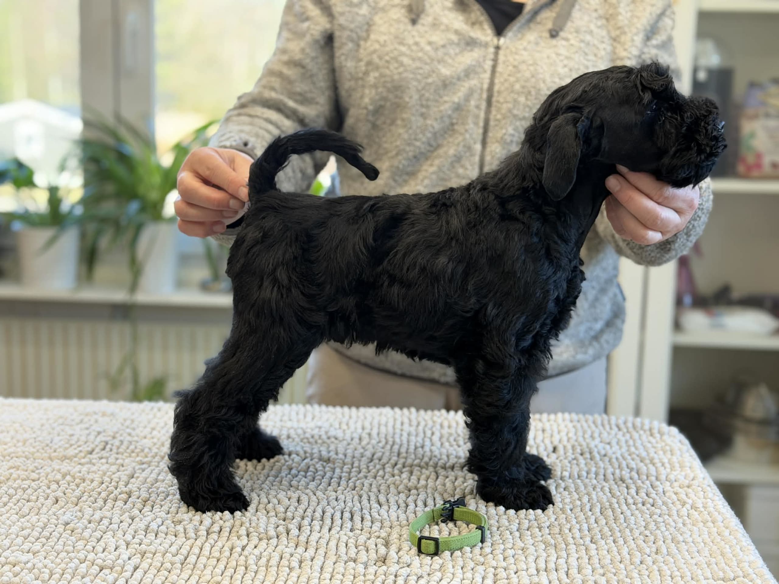 Kerry Blue Terrier · 2026-01-16 · Simlångsdalen · Occis