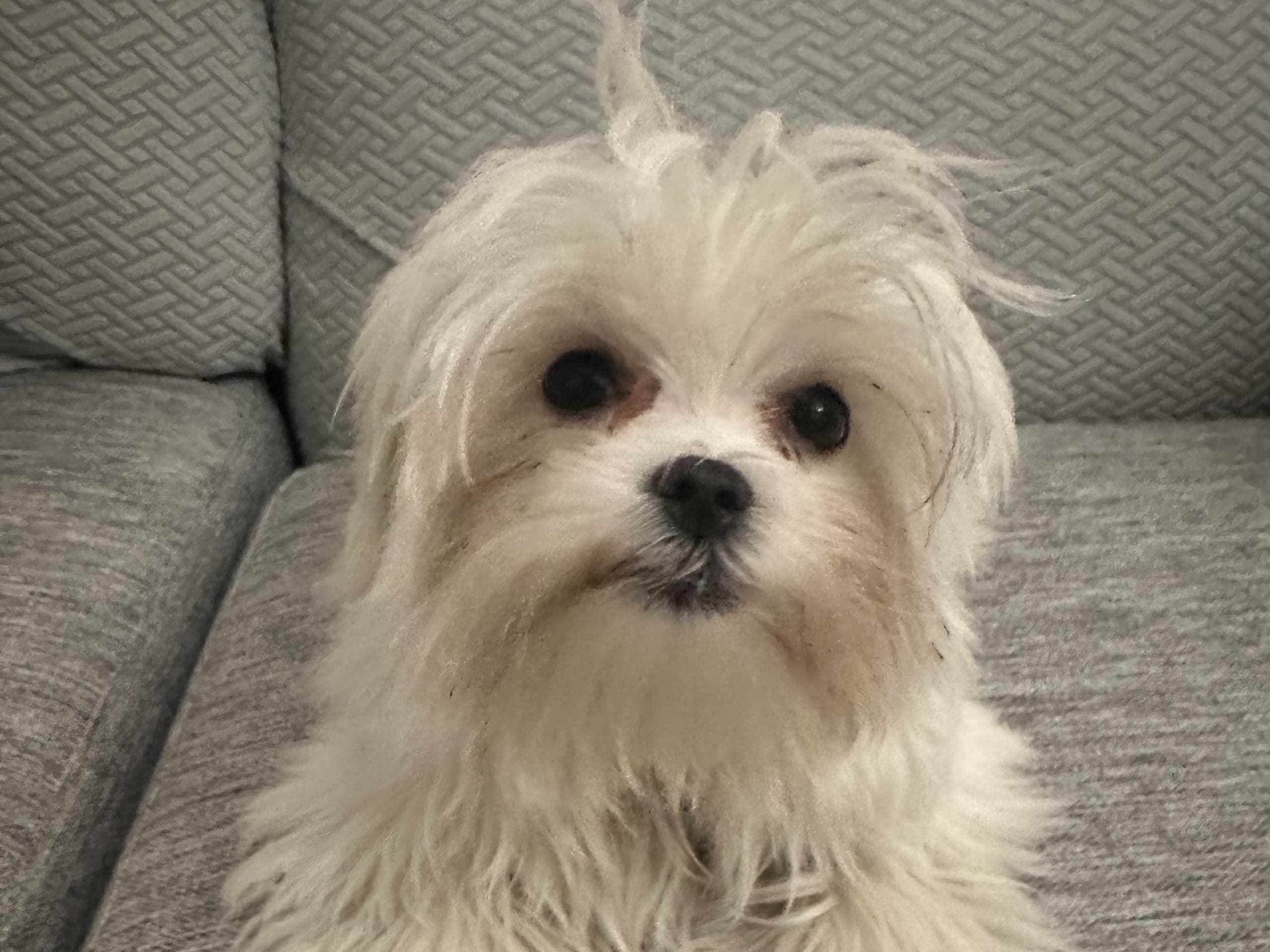 Maltese · 2025-07-27 · Södertälje · Michline Lahdo