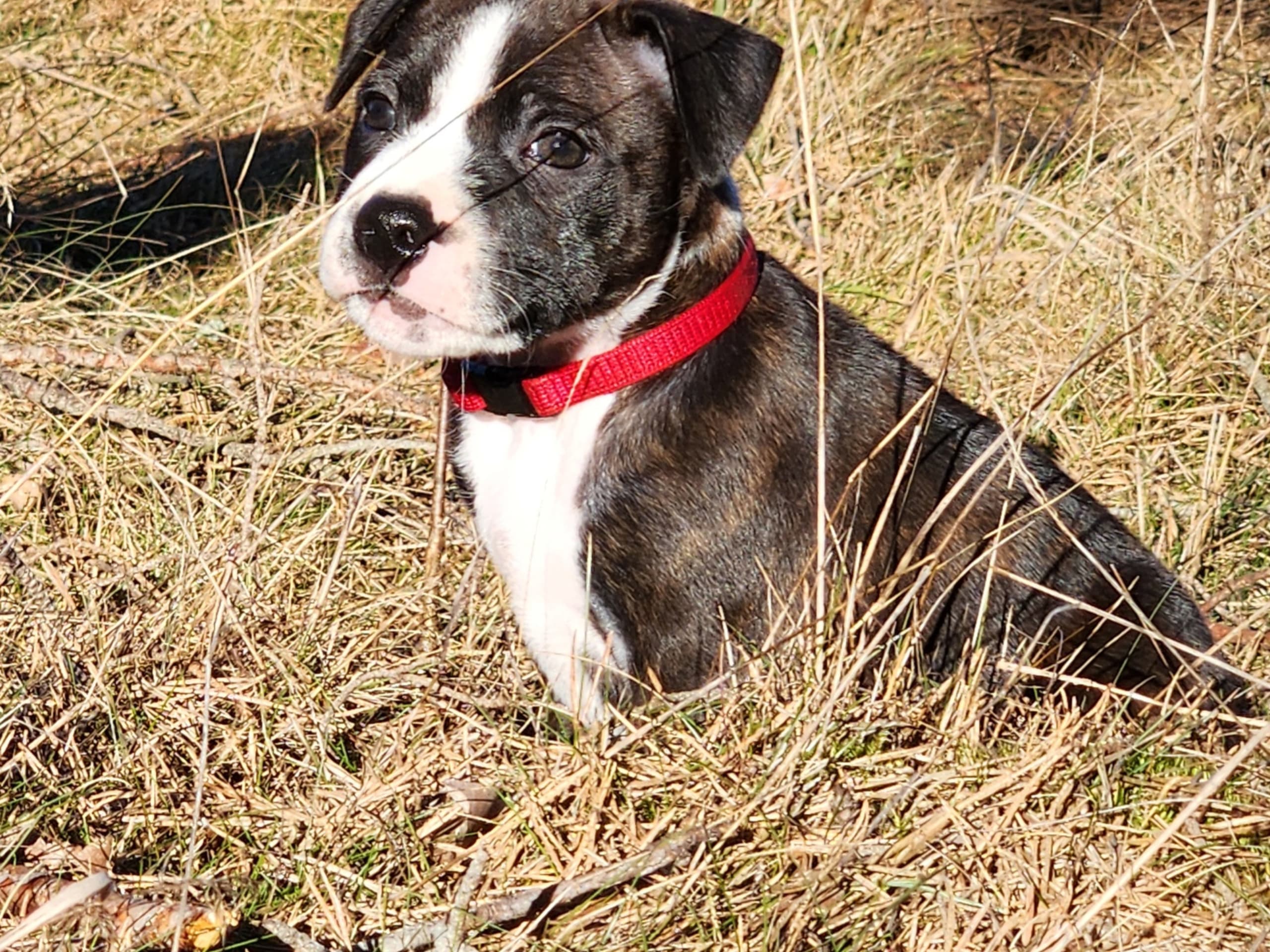 Staffordshire Bull Terrier · 2026-02-04 · Katrineholm · Ozkagården's