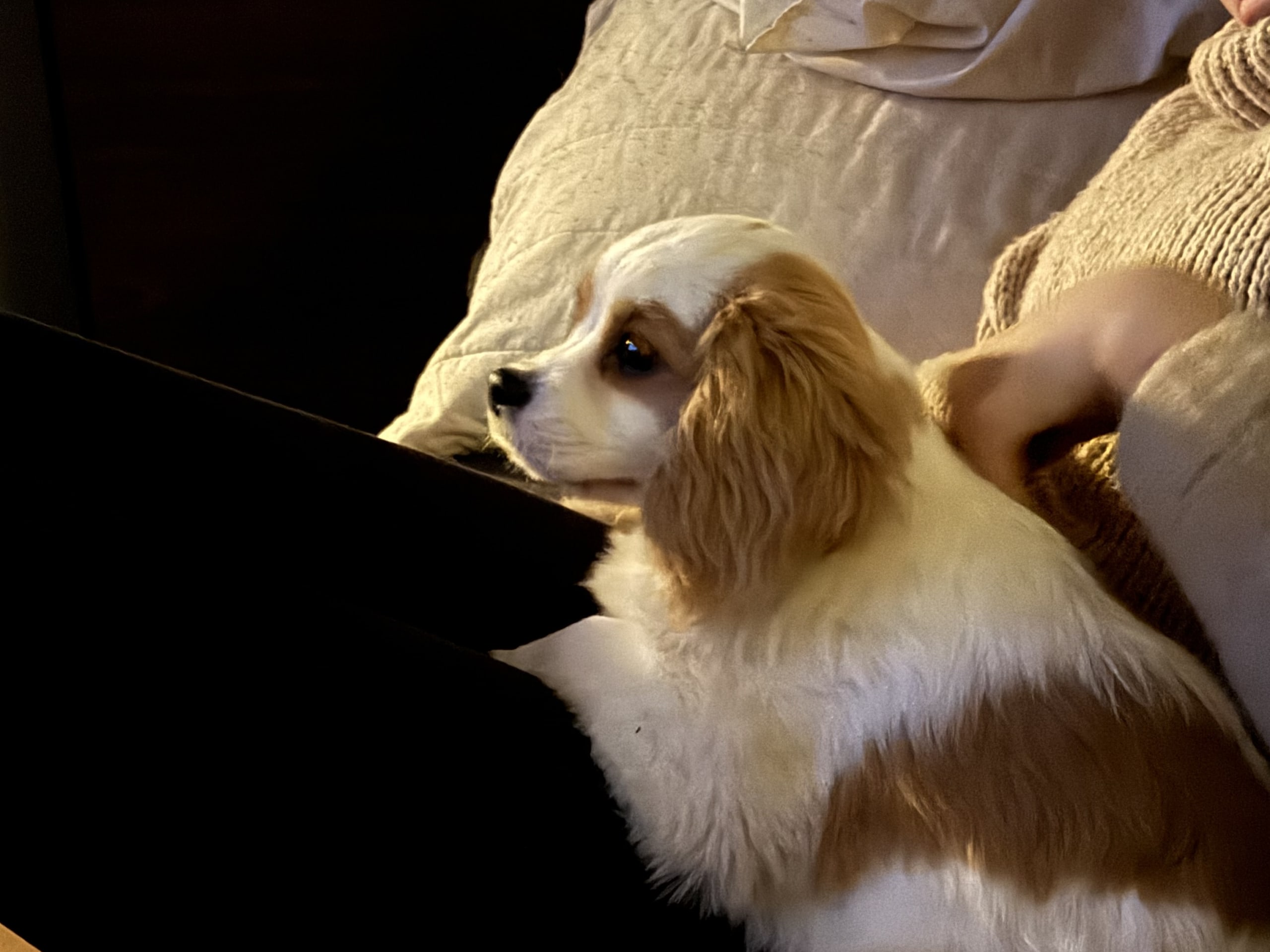 Cavalier King Charles Spaniel · 2025-09-23 · Frillesås · Slätters Ranch