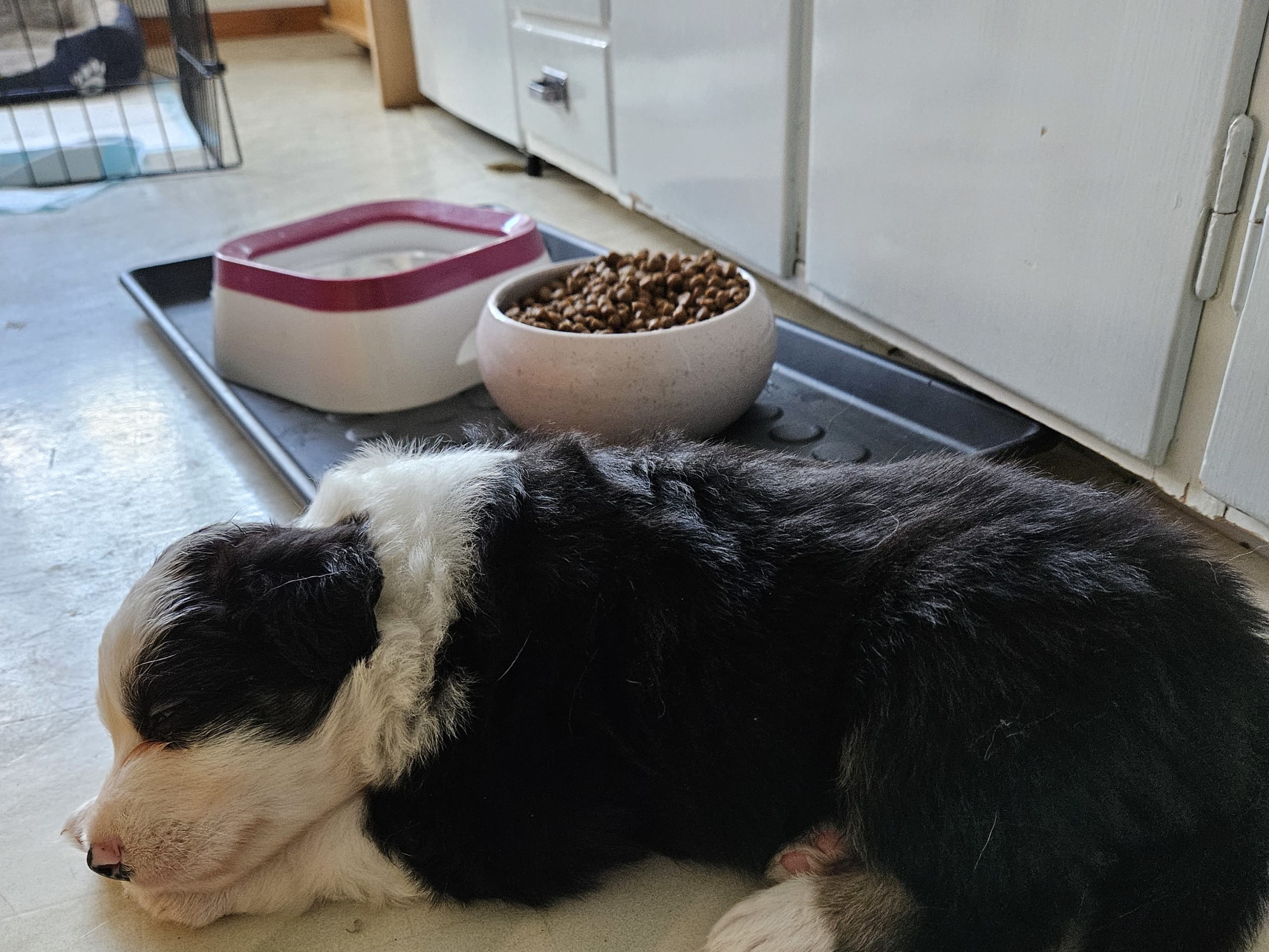 Australien shepherd/border collie · 2026-02-27 · Rättvik · Gunilla G.