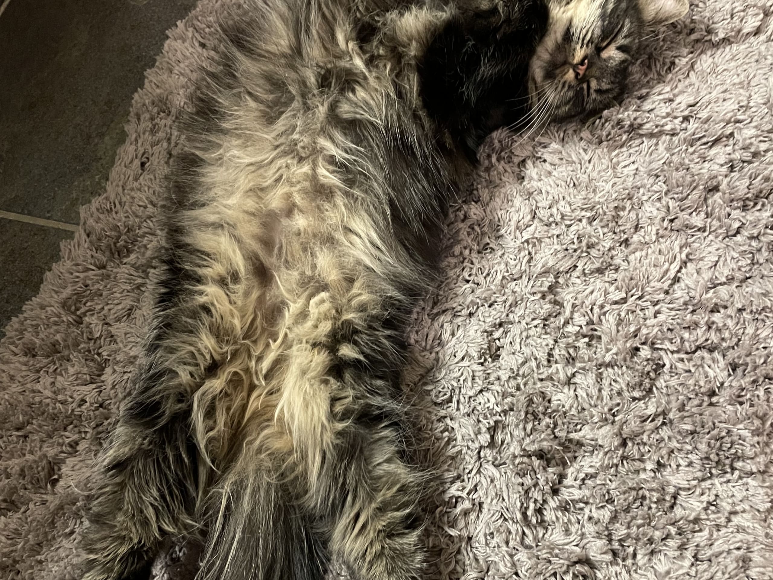 Norwegian Forest · 2021-10-10 · Stjørdal · Emilie H.