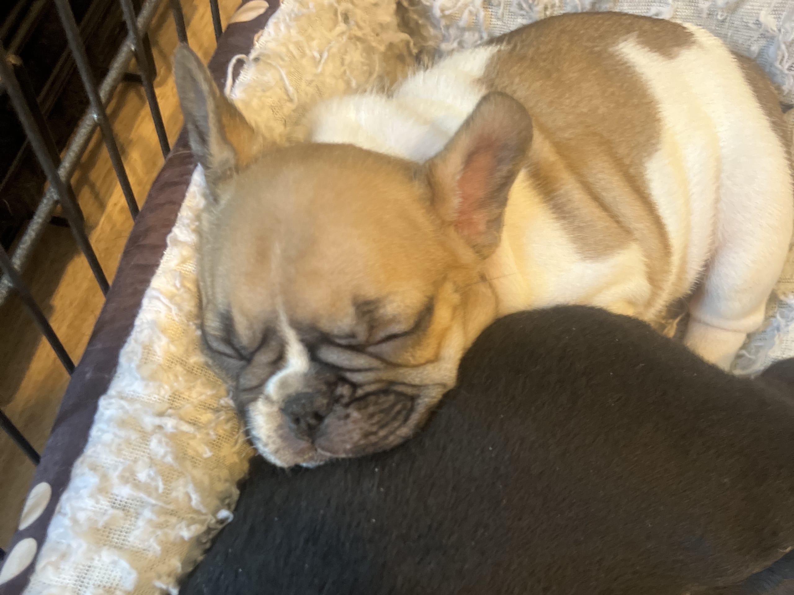 French Bulldog