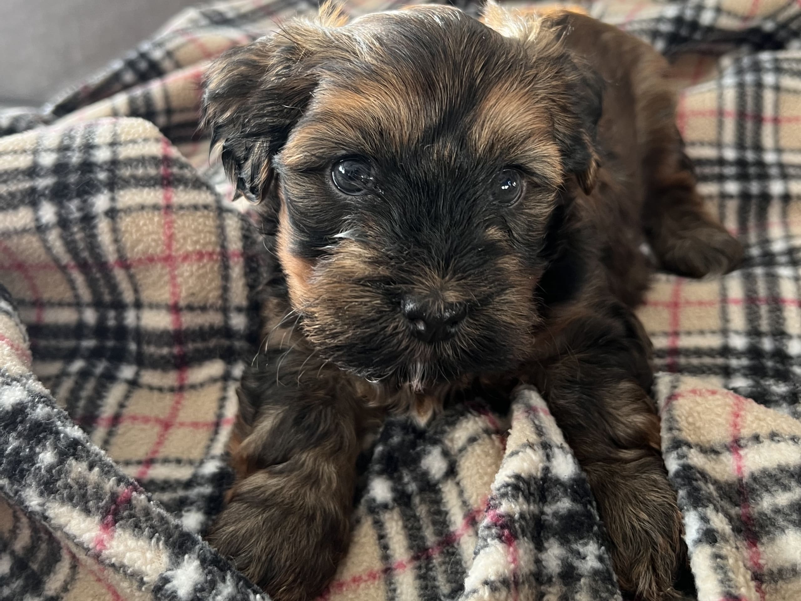 Havanese · 2026-01-01 · Gävle · Team Nyström