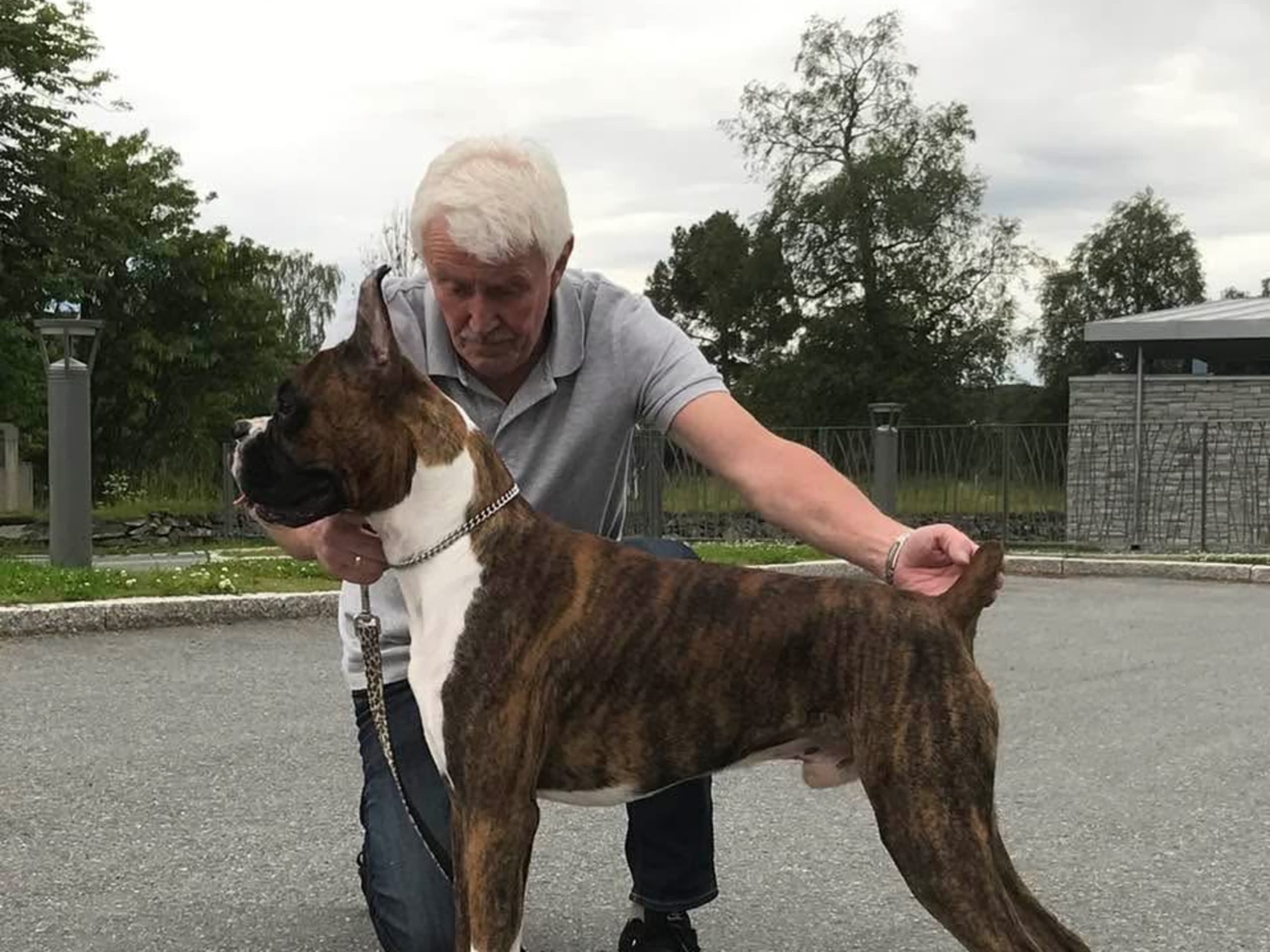 Boxer