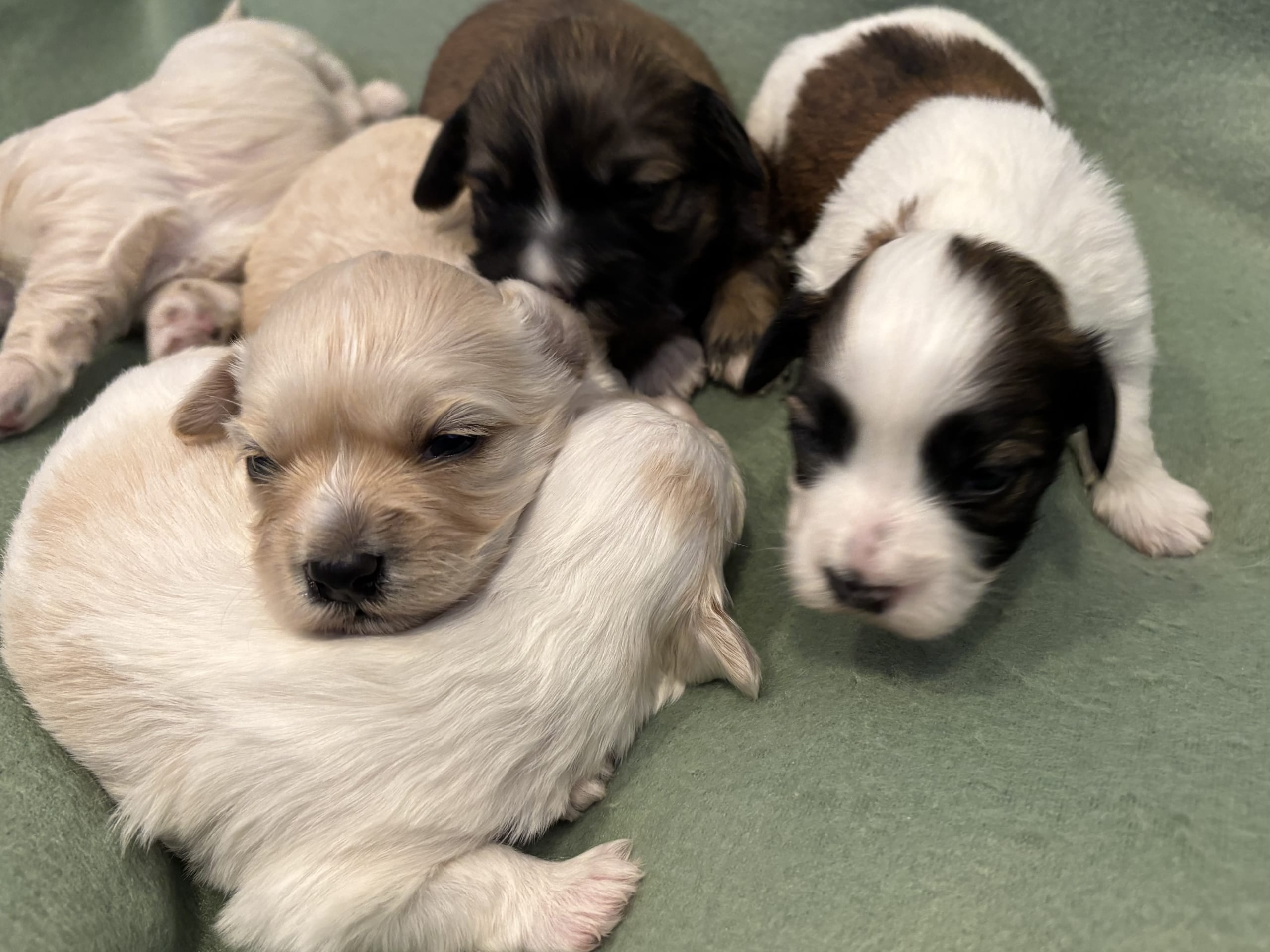 Bichon havanais · 2026-03-11 · Fjärås · Kläppas