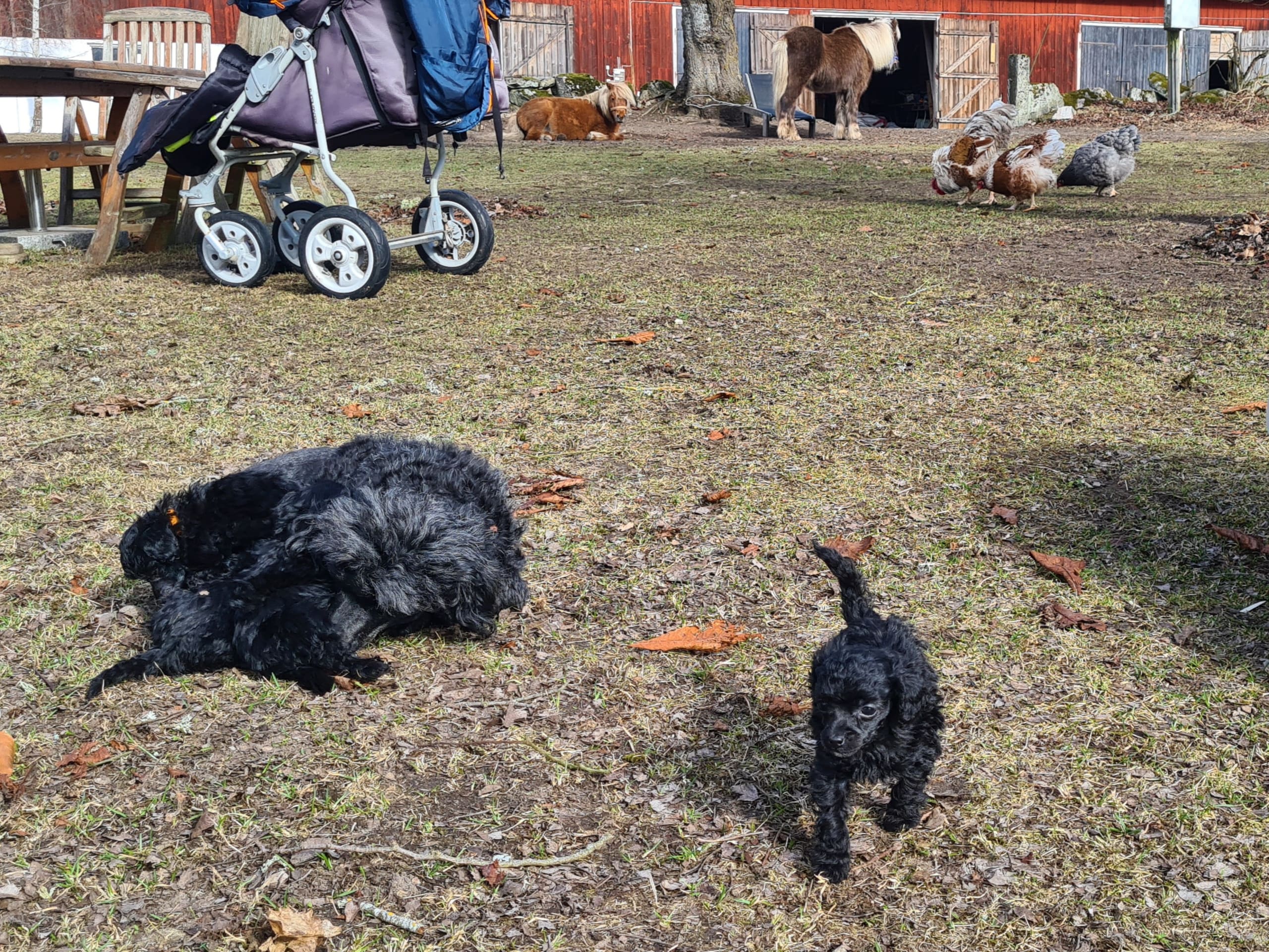 Dvärgpudel/ toypudel · 2026-02-13 · Vedum · ElingsArk