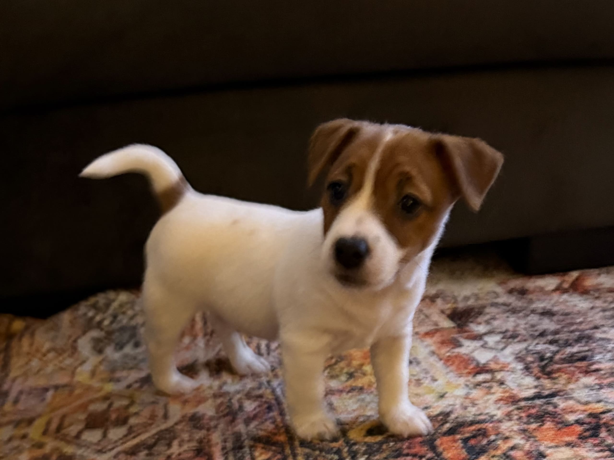 Jack Russell Terrier · 2025-11-21 · Värmdö · Ingela Janlert