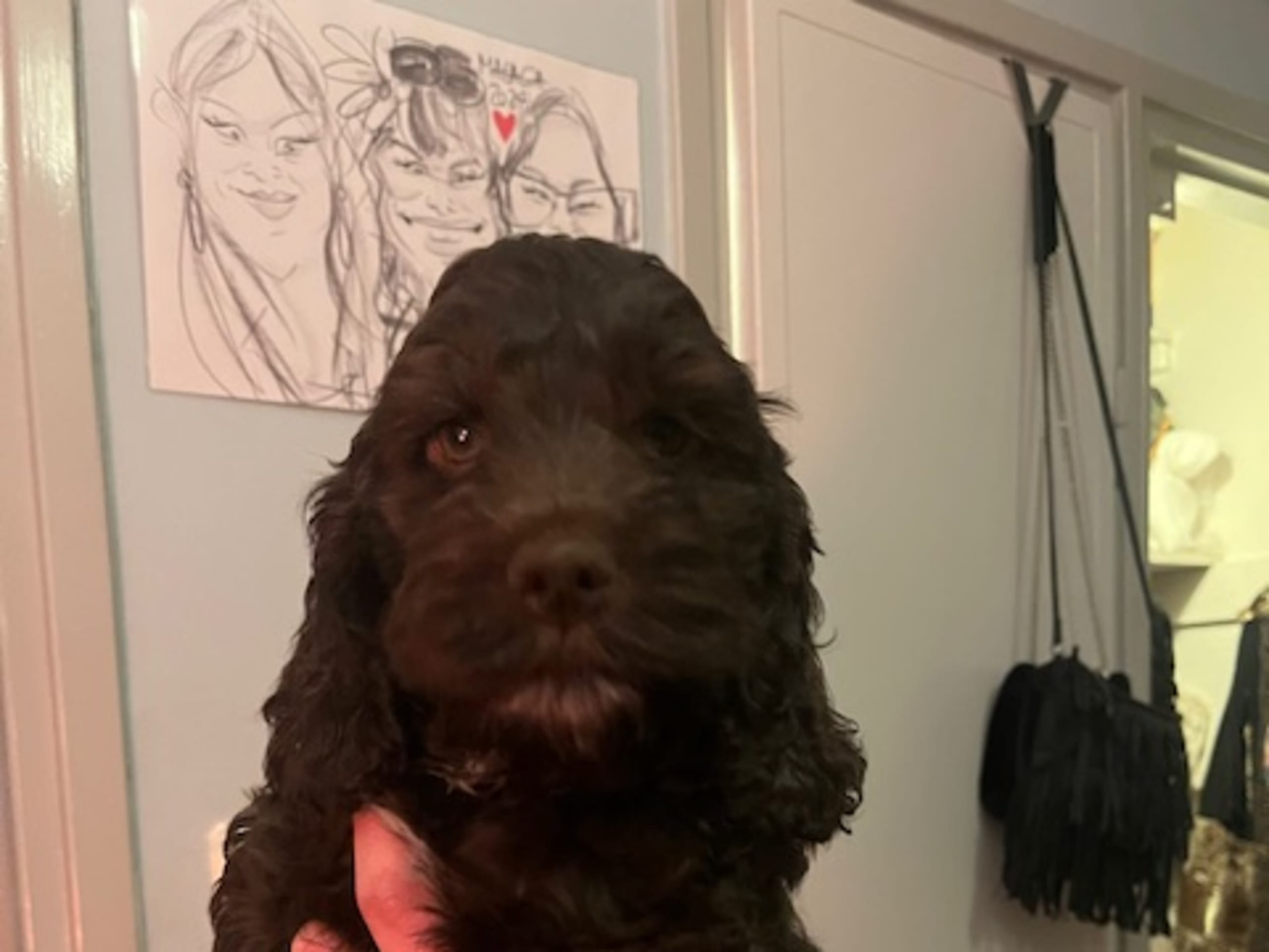 Cockerpoo · 2026-01-25 · Bromma · Filmdjur