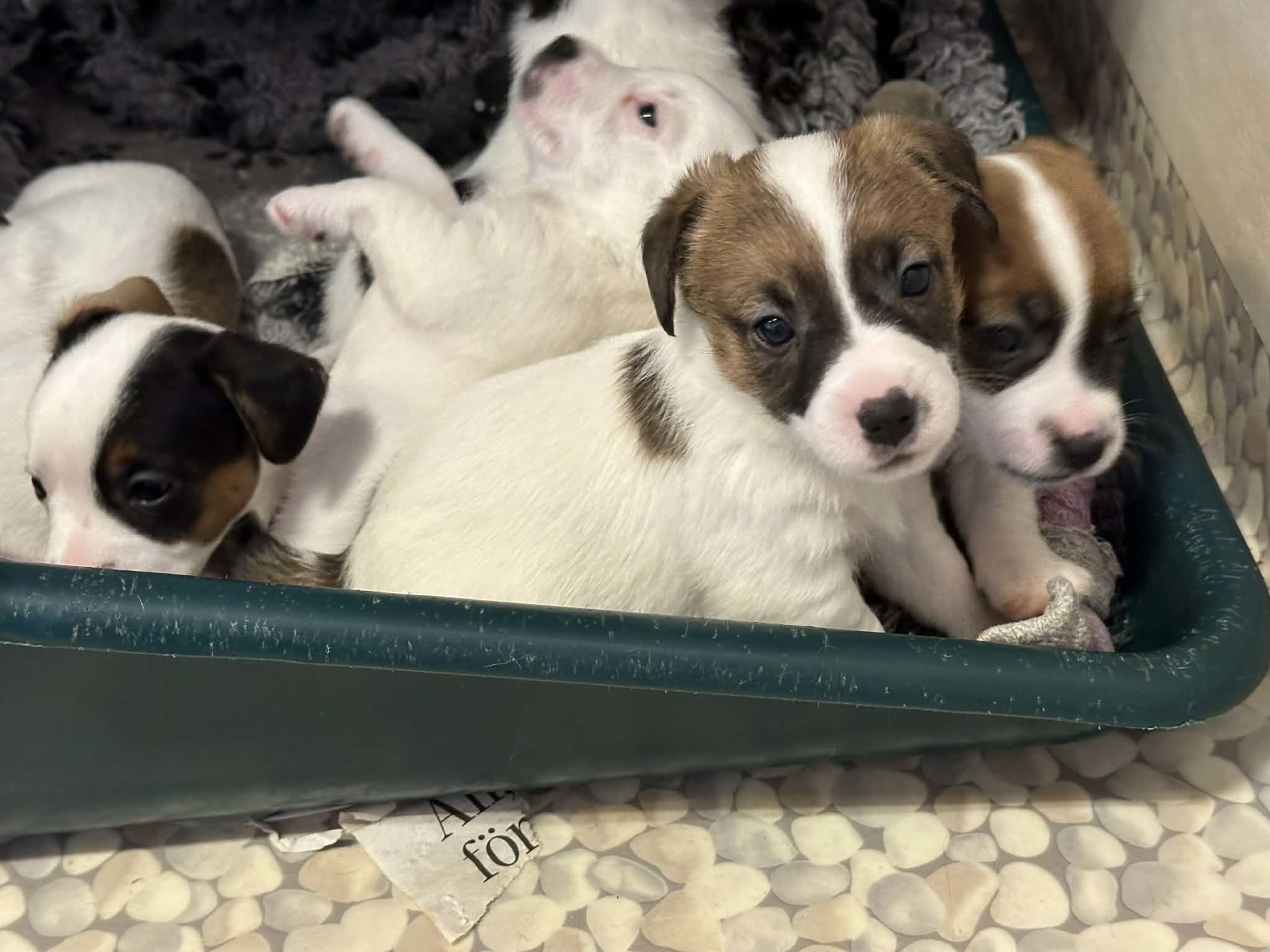 Jack Russell Terrier · 2026-02-11 · Knivsta · LIMELIGHT Kennels