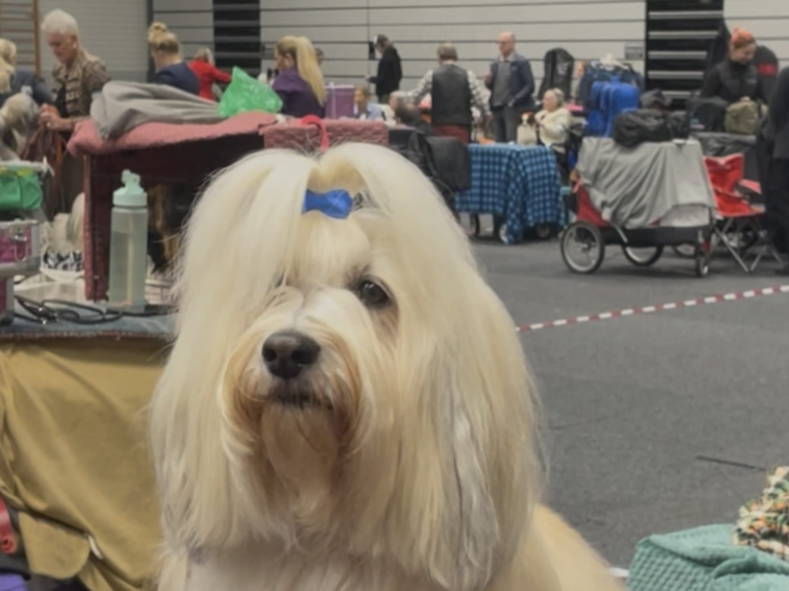 Bichon havanais · Fjärås · Kläppas