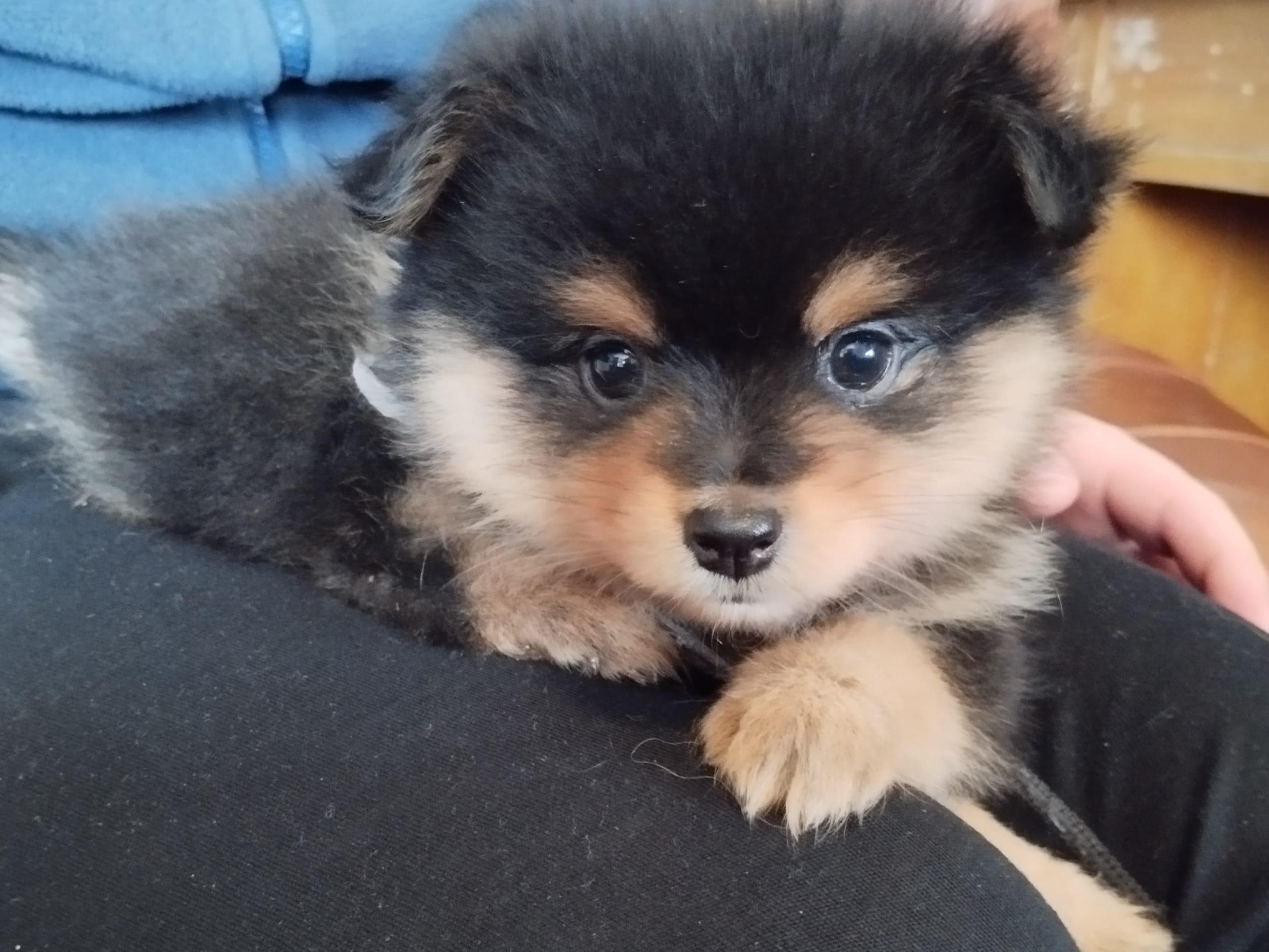 Tysk spets – mittelspitz