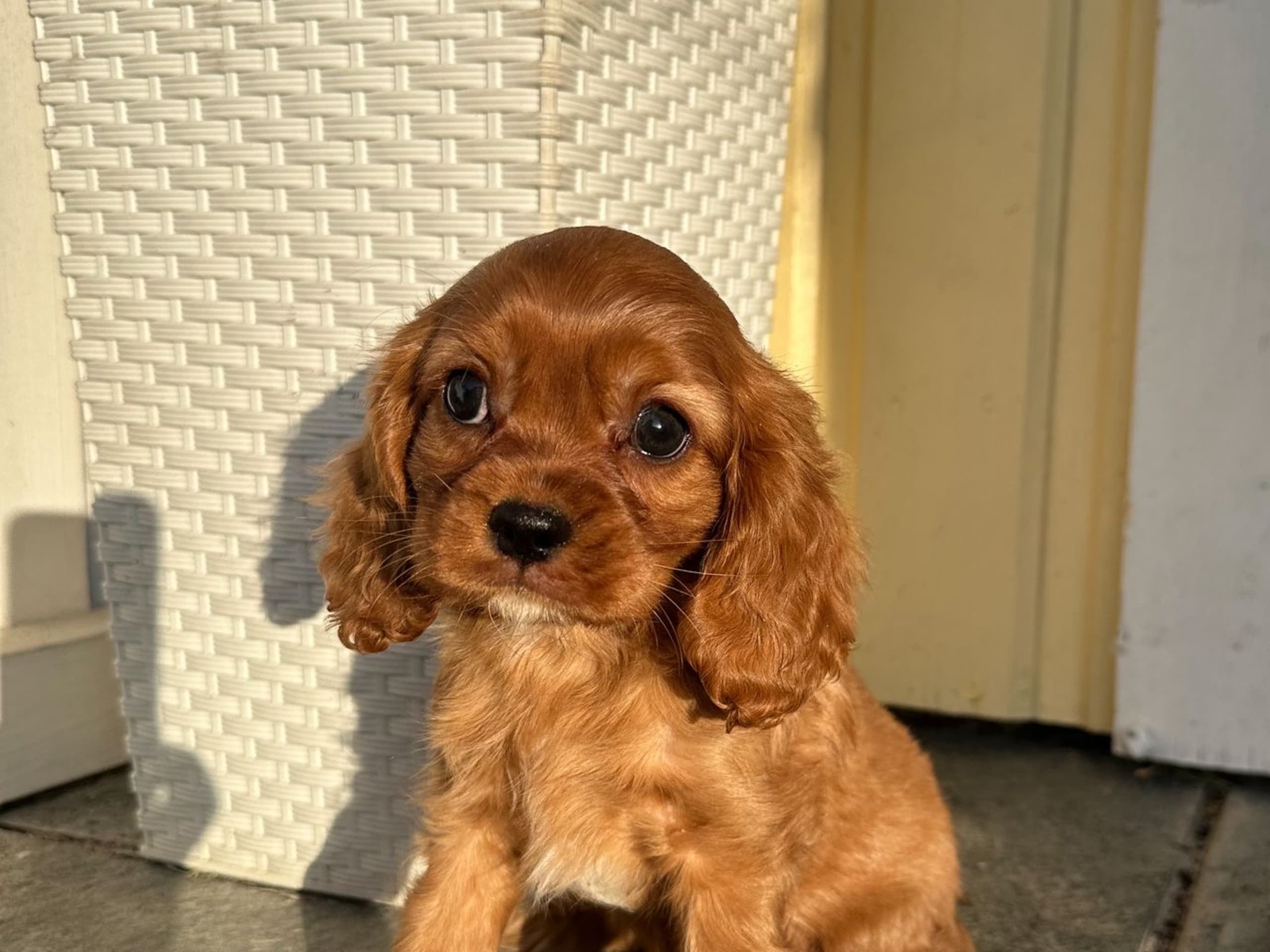 Cavalier King Charles Spaniel · 2026-01-09 · Huddungeby · San-Hime