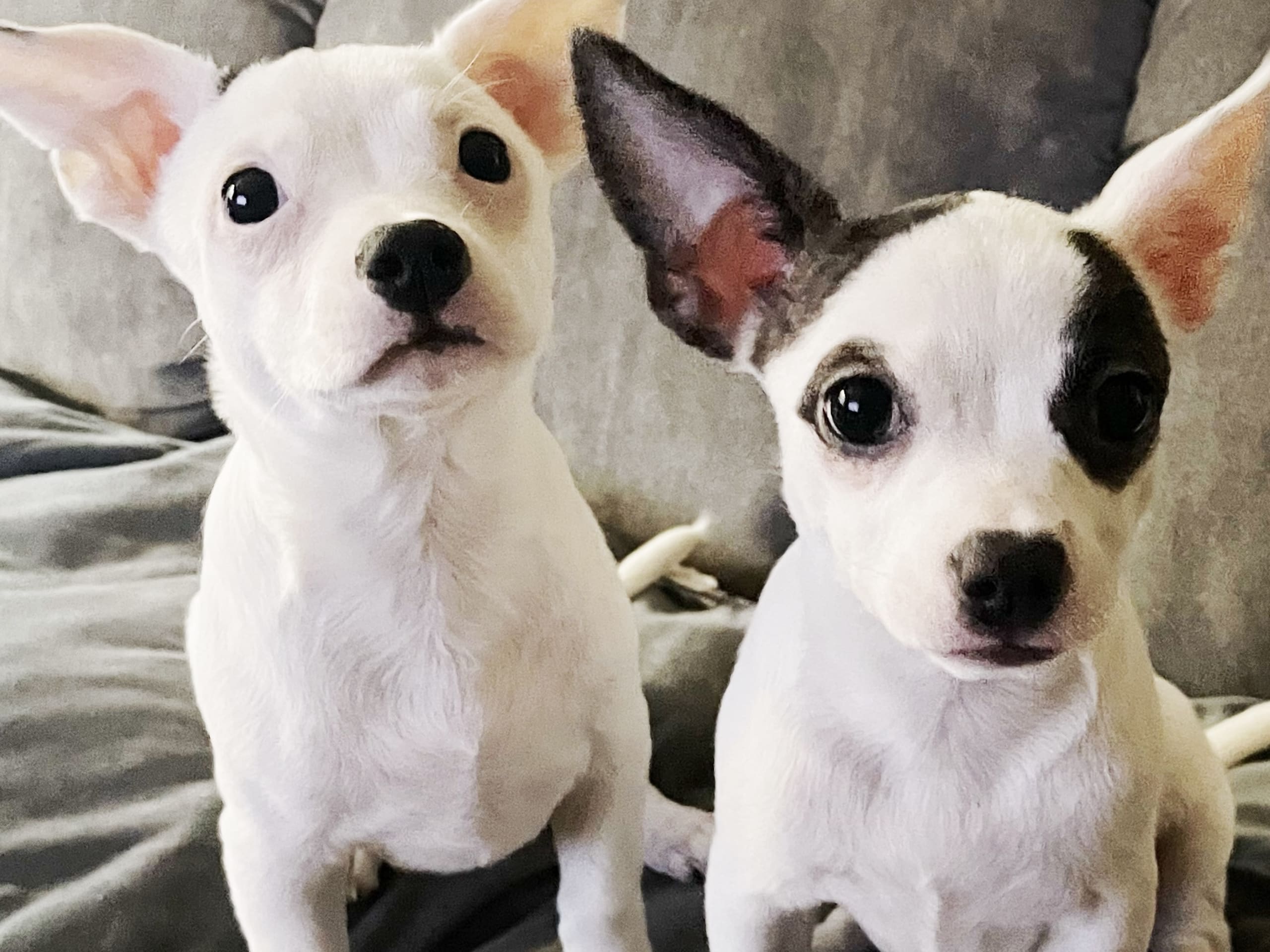 Chihuahua/Amrican bully · 2025-11-11 · Trosa · Anette S.