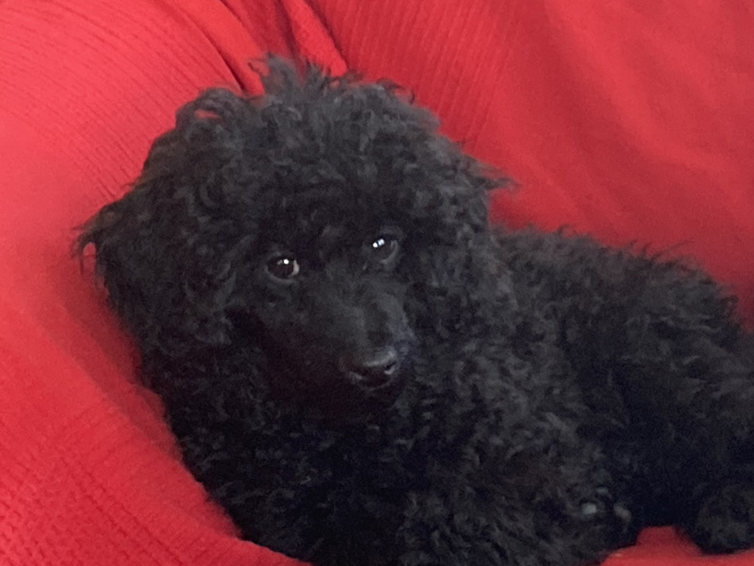 Miniature Poodle