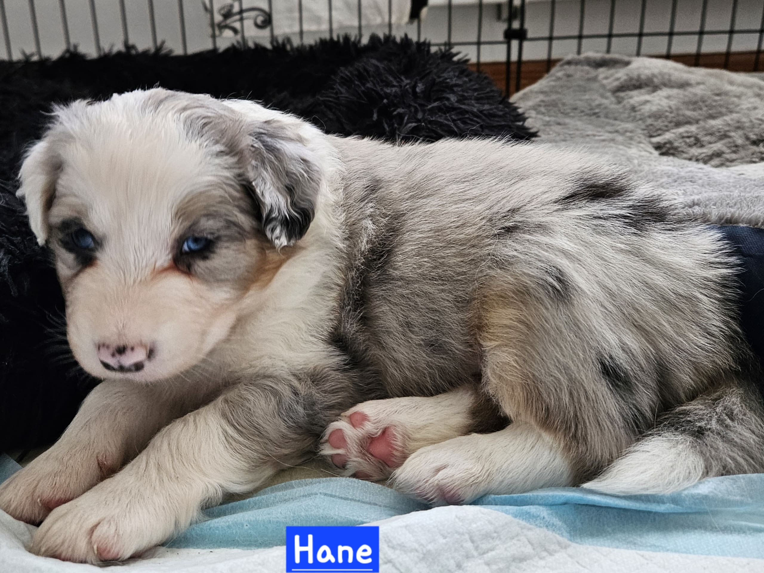 Australien shepherd/border collie · 2026-02-27 · Rättvik · Gunilla G.