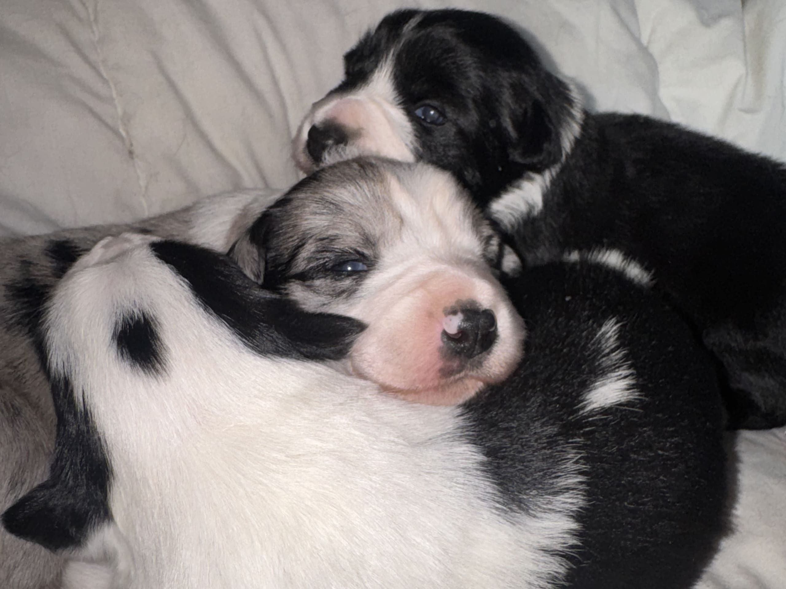 Border Collie · 2026-02-24 · Blentarp · Hagalunds Gård