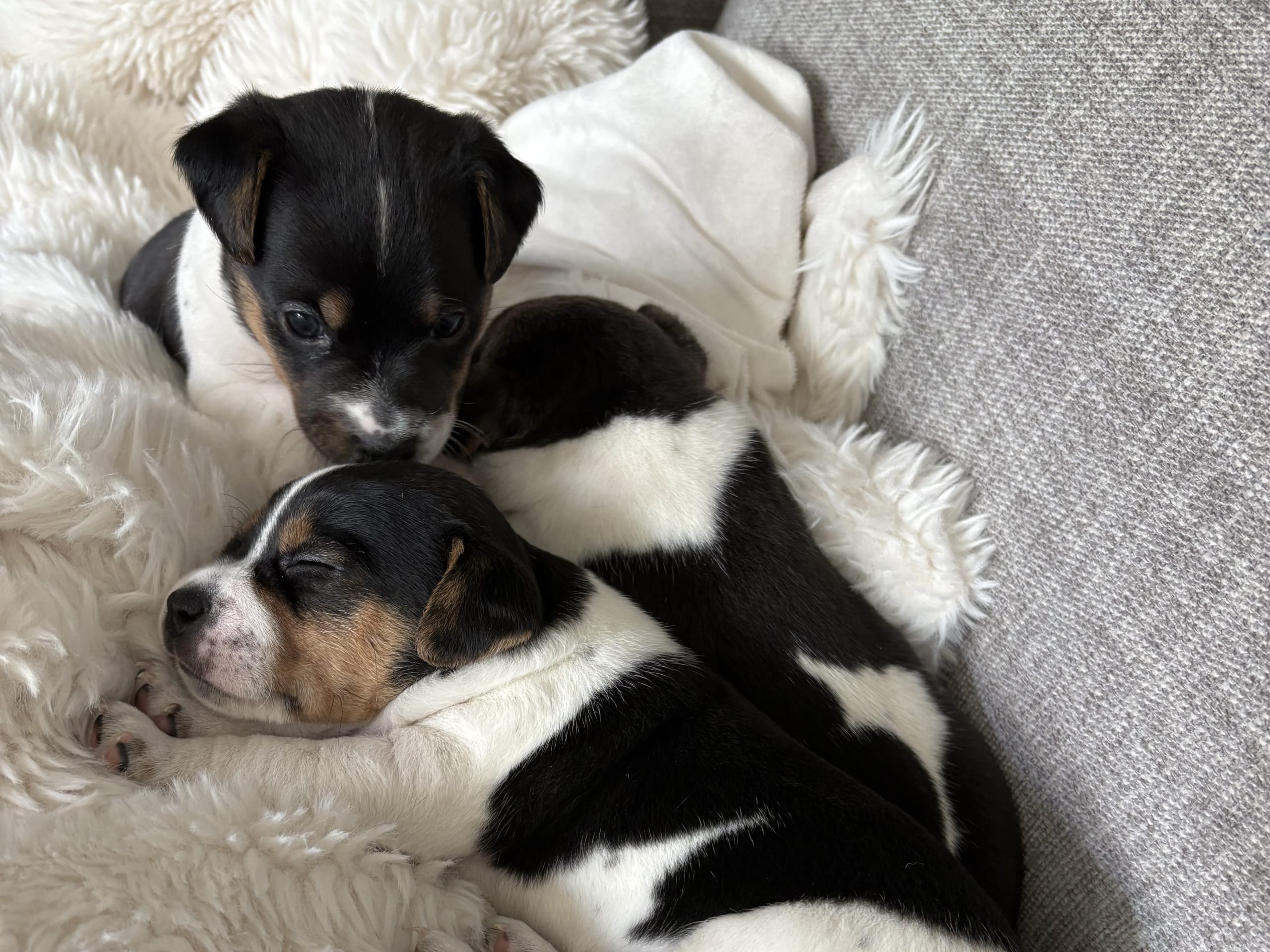 Danish Swedish Farmdog · 2026-03-08 · Helsingborg · Sangeus