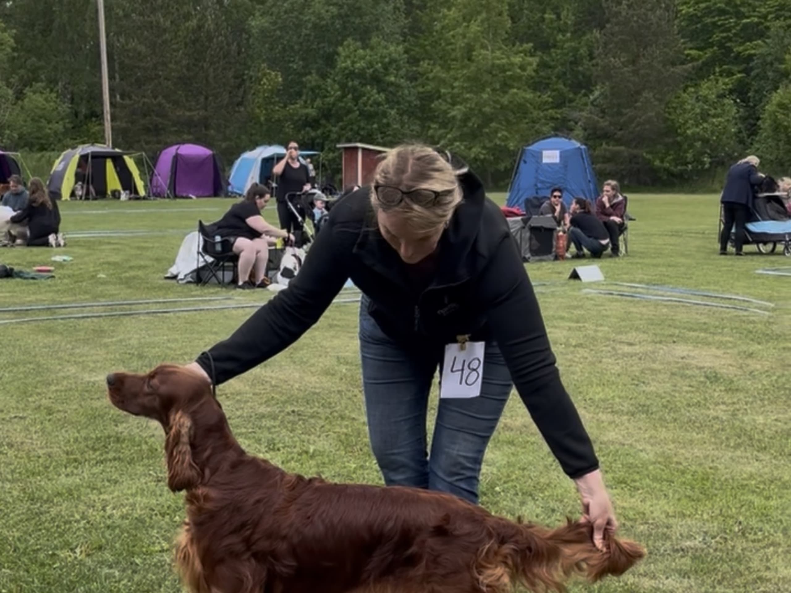 Irish Setter