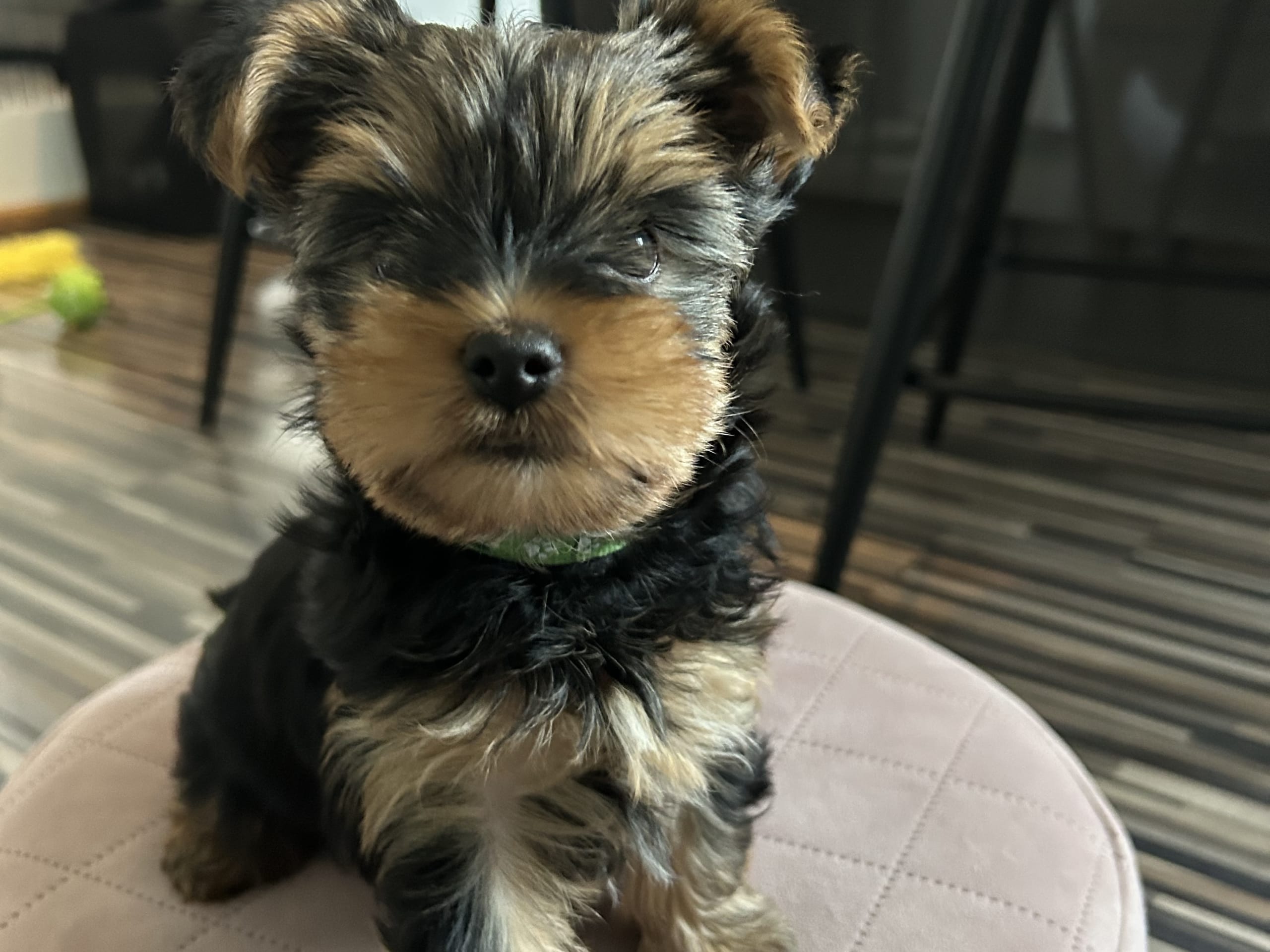 Yorkshire terrier