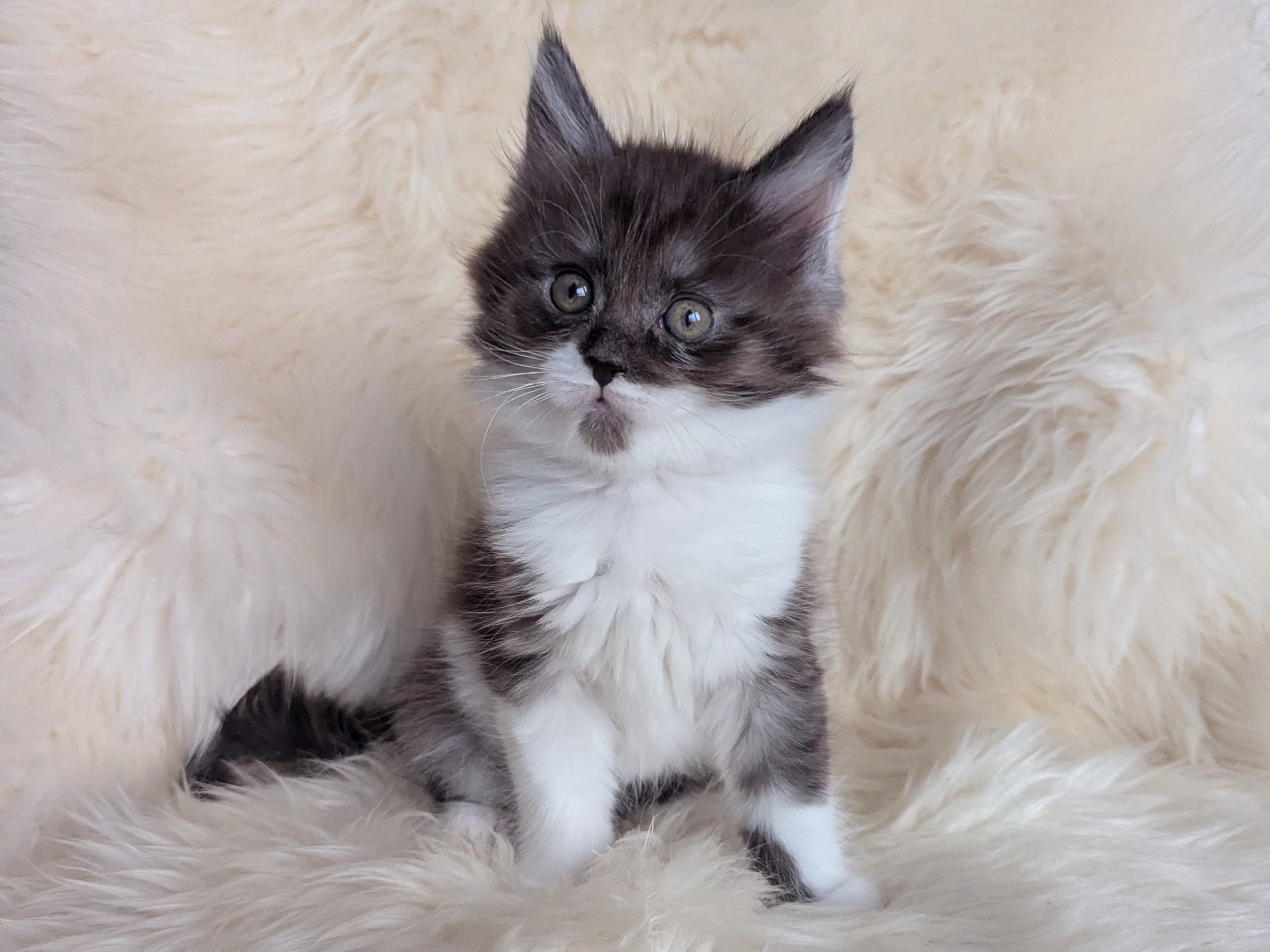 Maine Coon · 2025-12-30 · Alingsås · Månskenstassen's