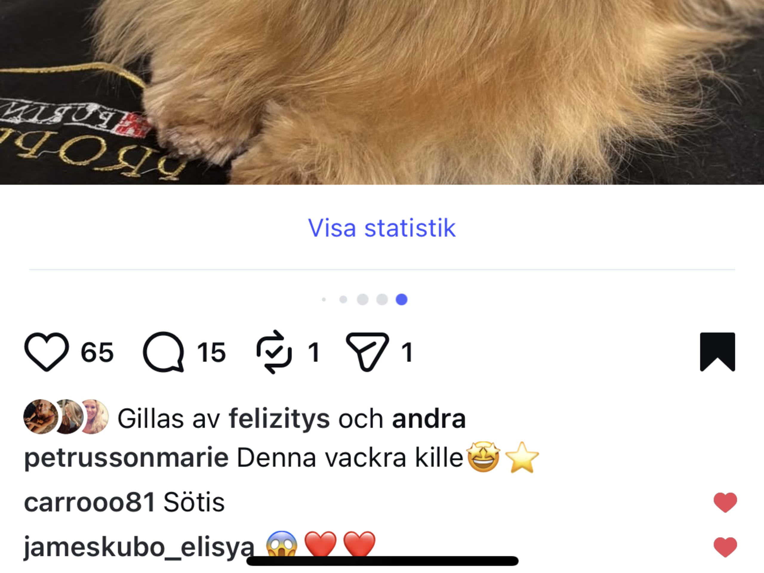 Bichon havanais · 2026-03-11 · Fjärås · Kläppas