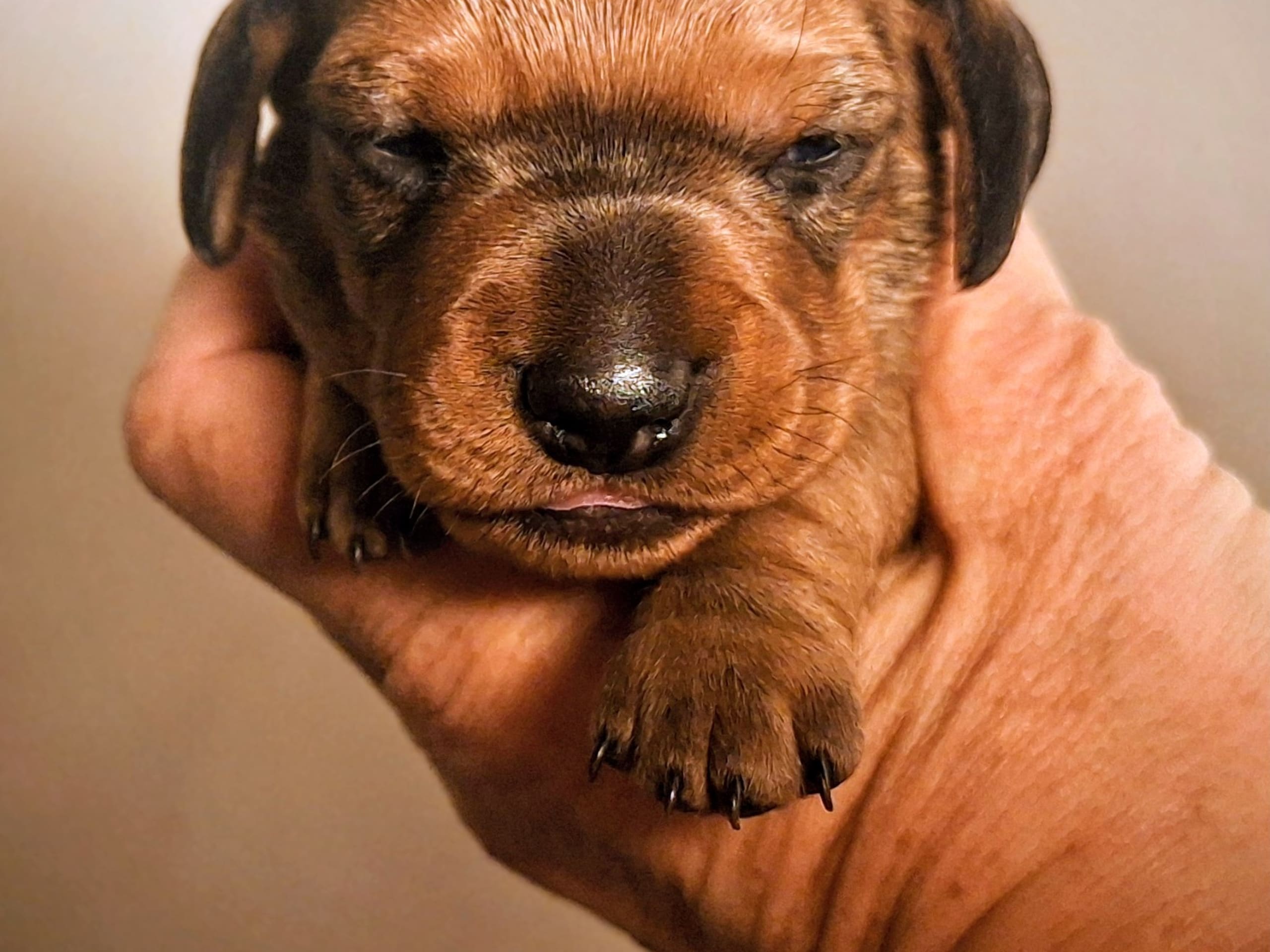 Tax · 2026-03-11 · Olofstorp · Your Choice Kennel