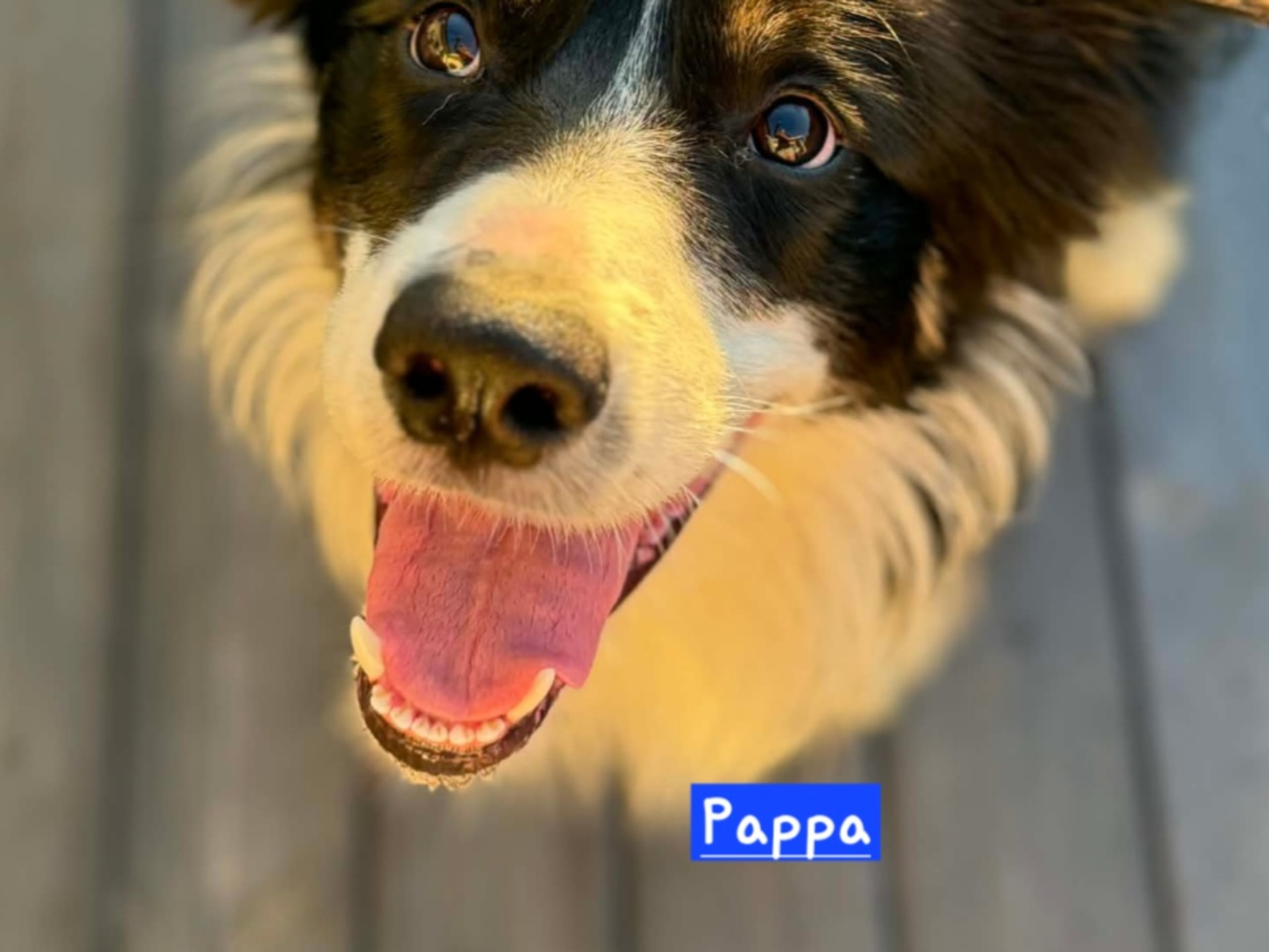 Australien shepherd/border collie · 2026-02-27 · Rättvik · Gunilla G.