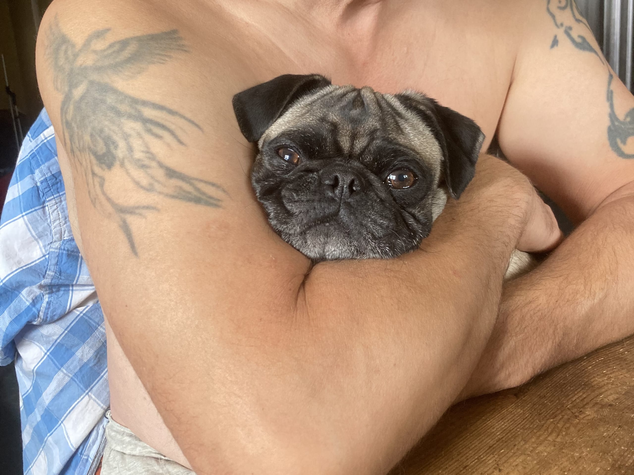 Mops · 2022-03-07 · Knivsta · Luckypugs