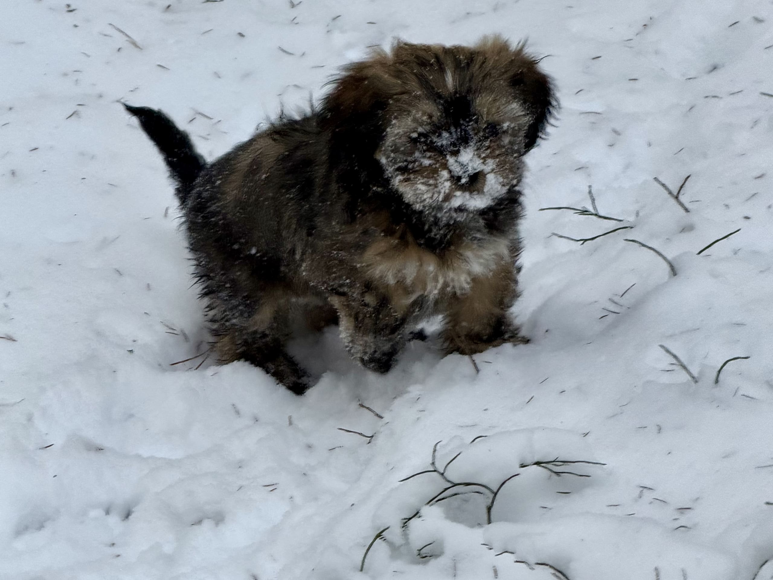 Shih tzu/Lhasa apso · Vikbolandet · Gabriella E.