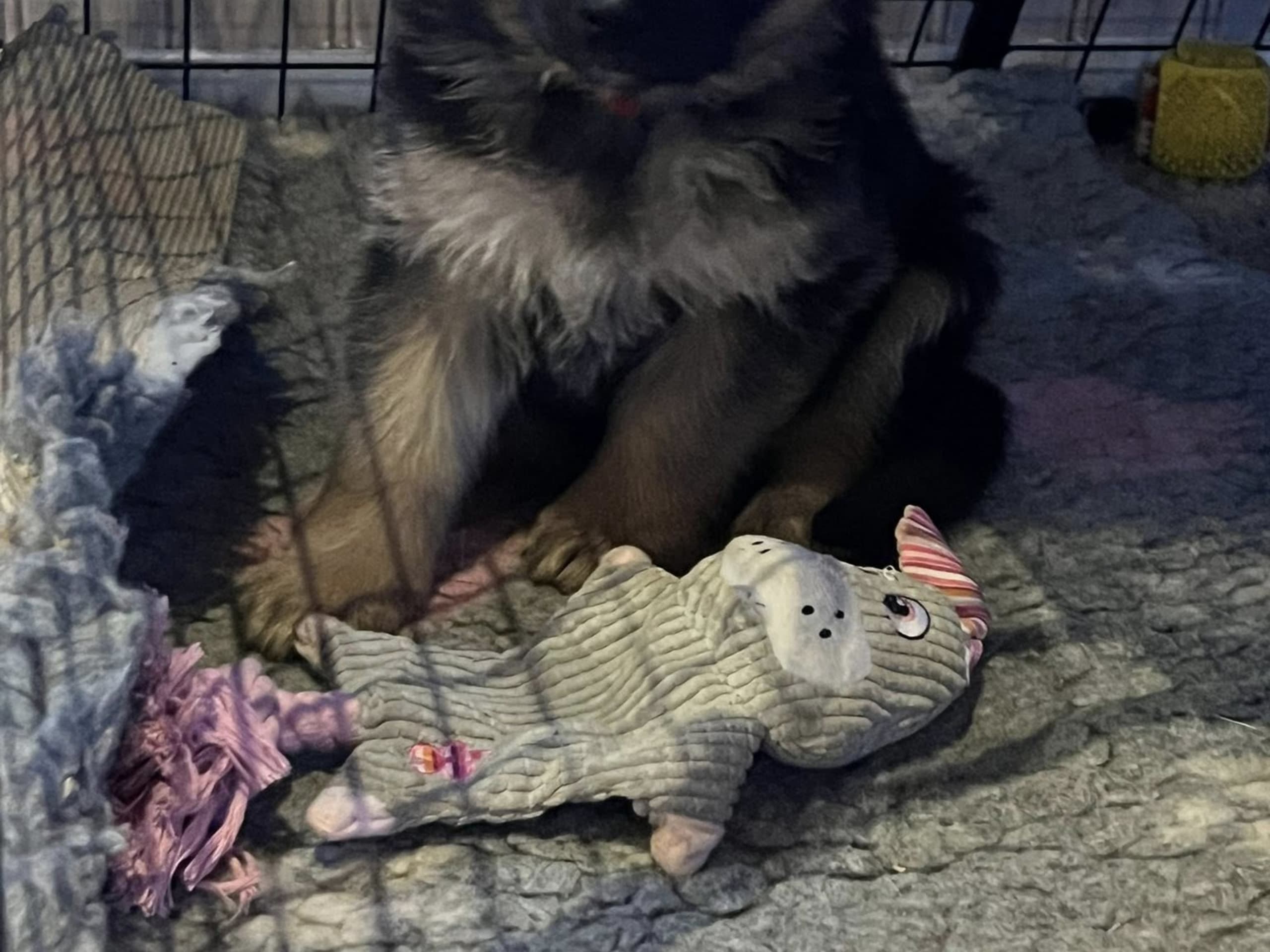 German Shepherd Dog