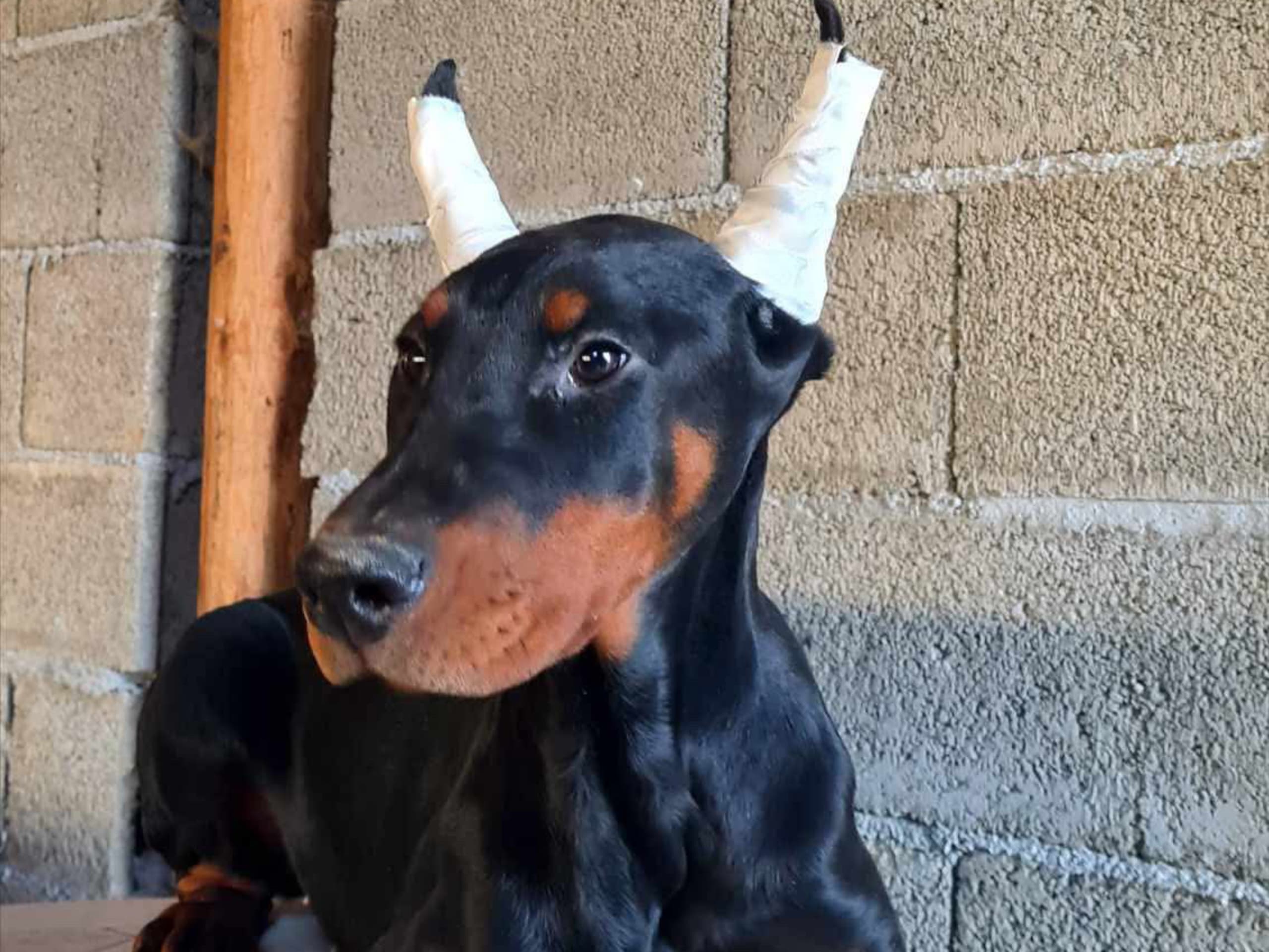 Dobermann