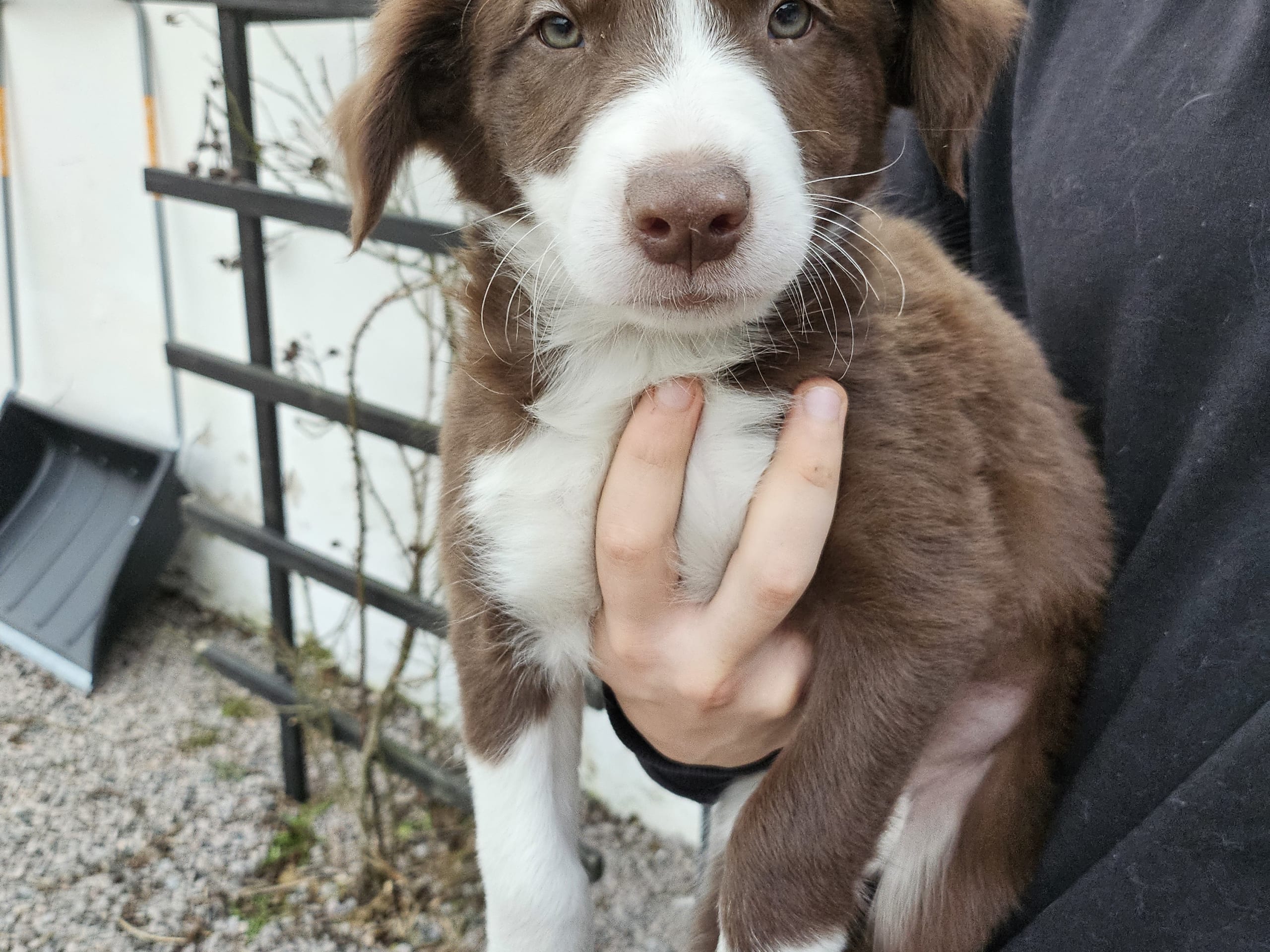 Border Collie