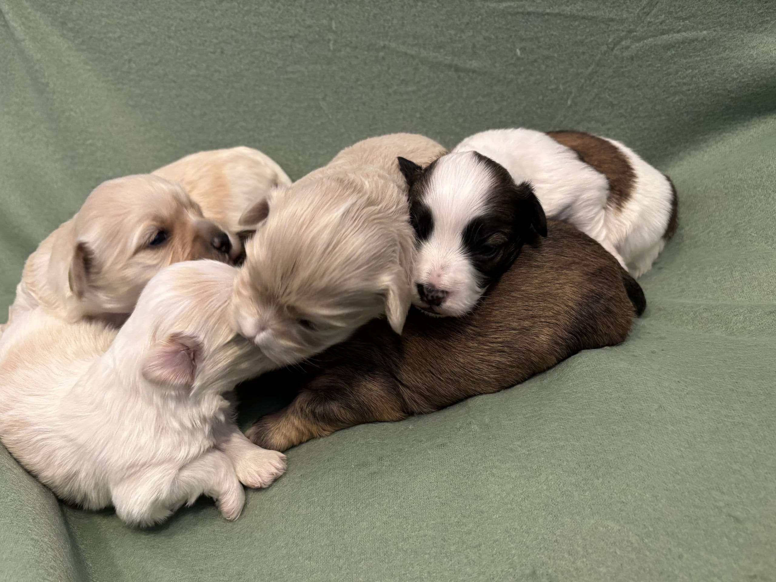 Bichon havanais · 2026-03-11 · Fjärås · Kläppas